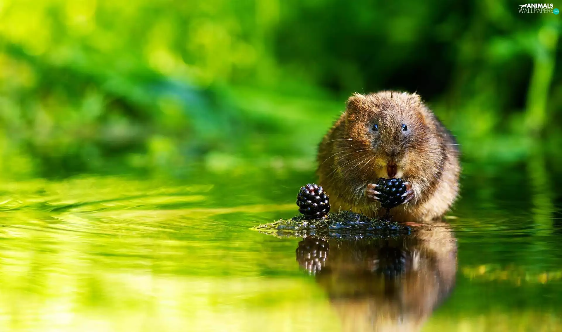 water, rat, blackberries