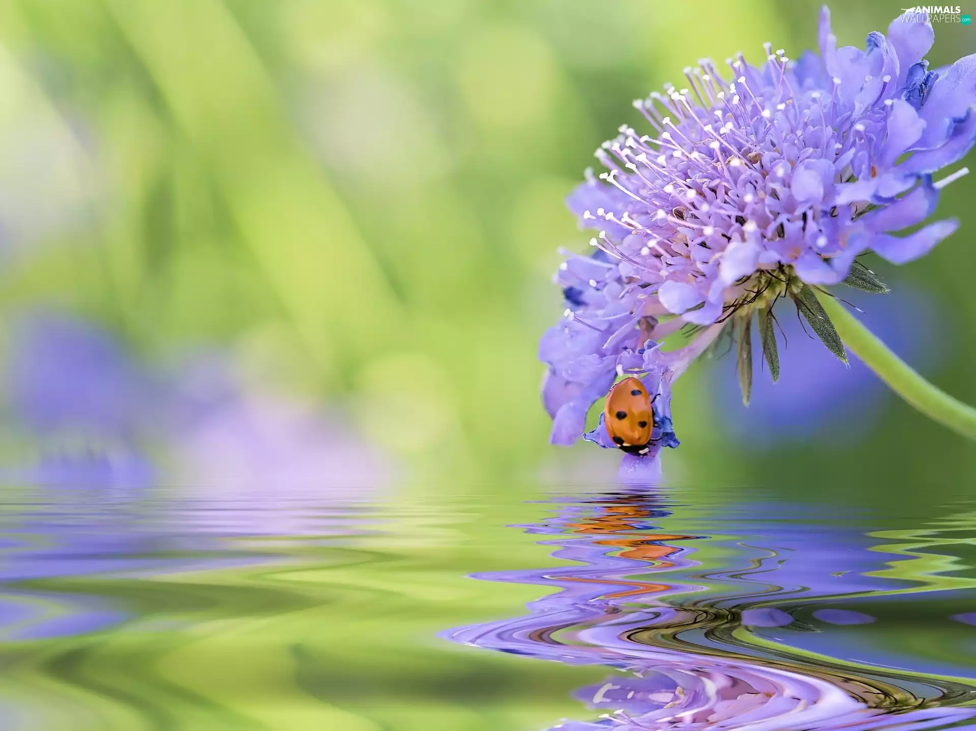 ladybird, water, blur, Colourfull Flowers