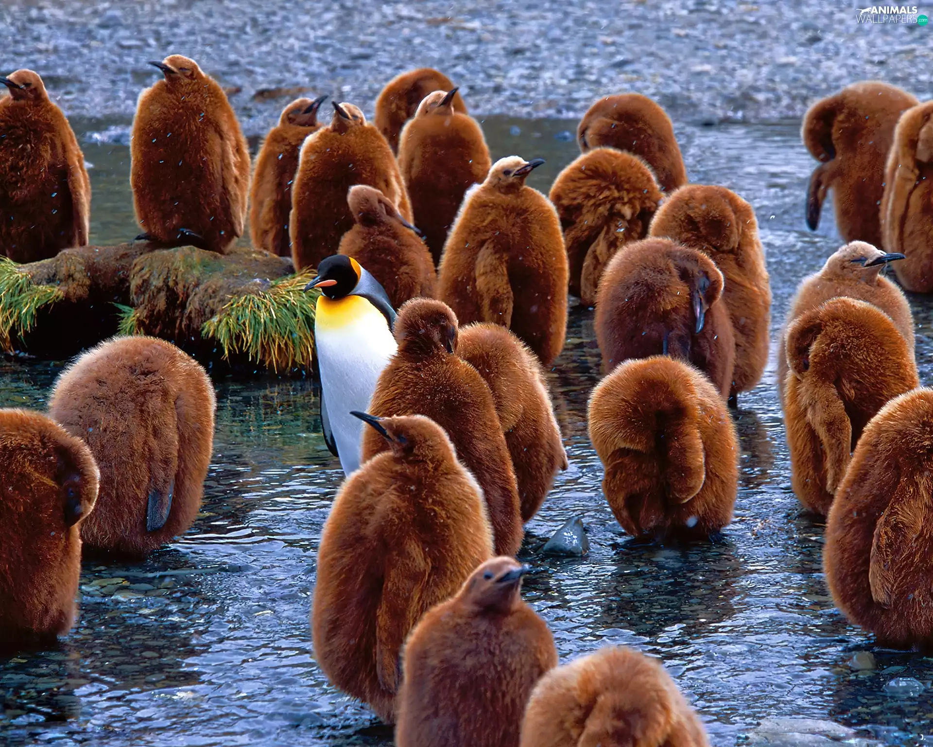 Cesars, water, Brown, one, penguin