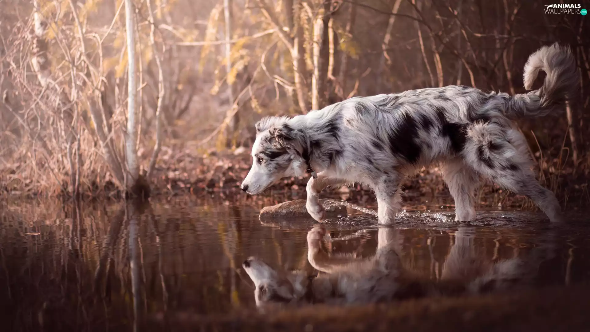 dog, water, Bush, Border Collie