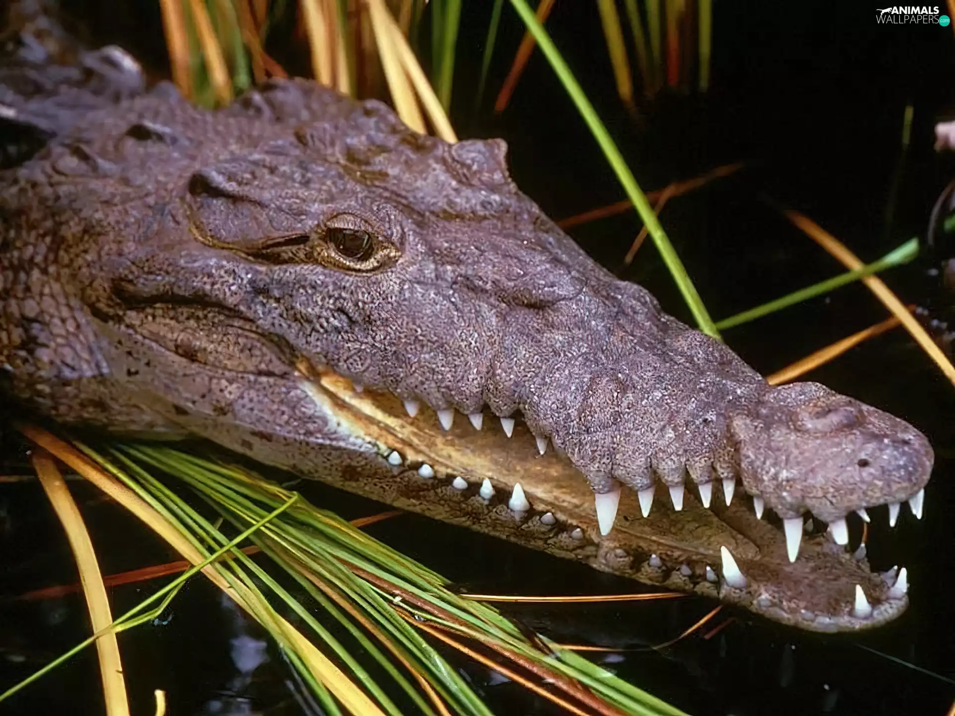 water, Alligator, Cane