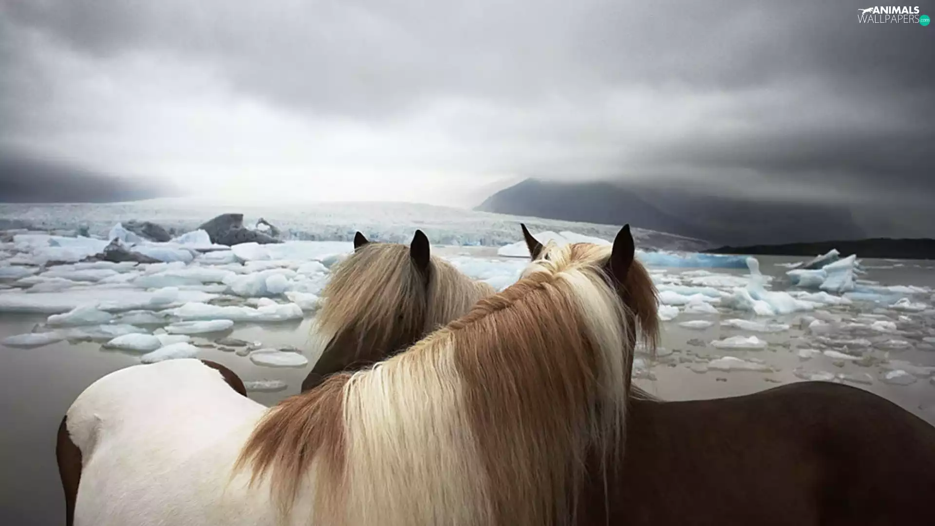 Mountains, Icecream, bloodstock, water, Two cars