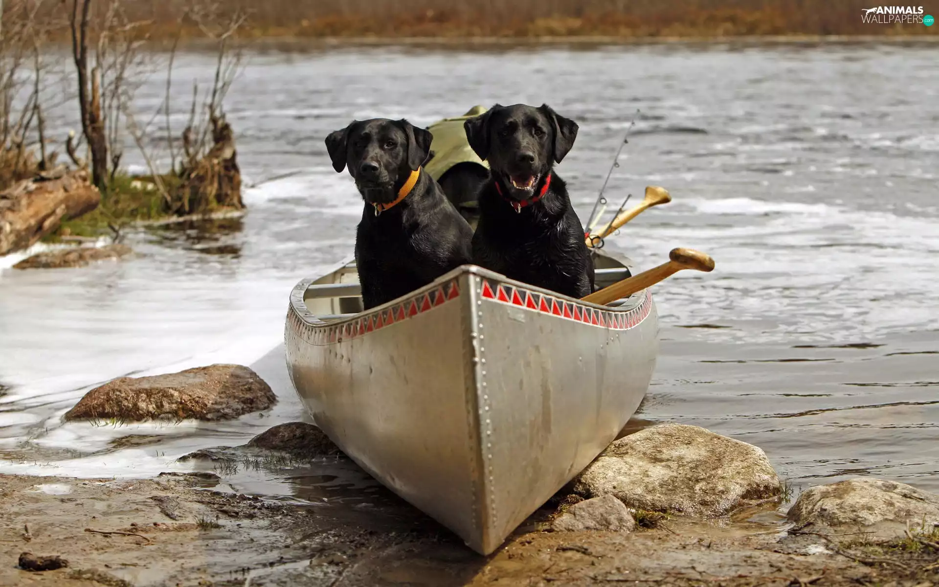 Dogs, Two cars, water, Sand, Kayak, Black