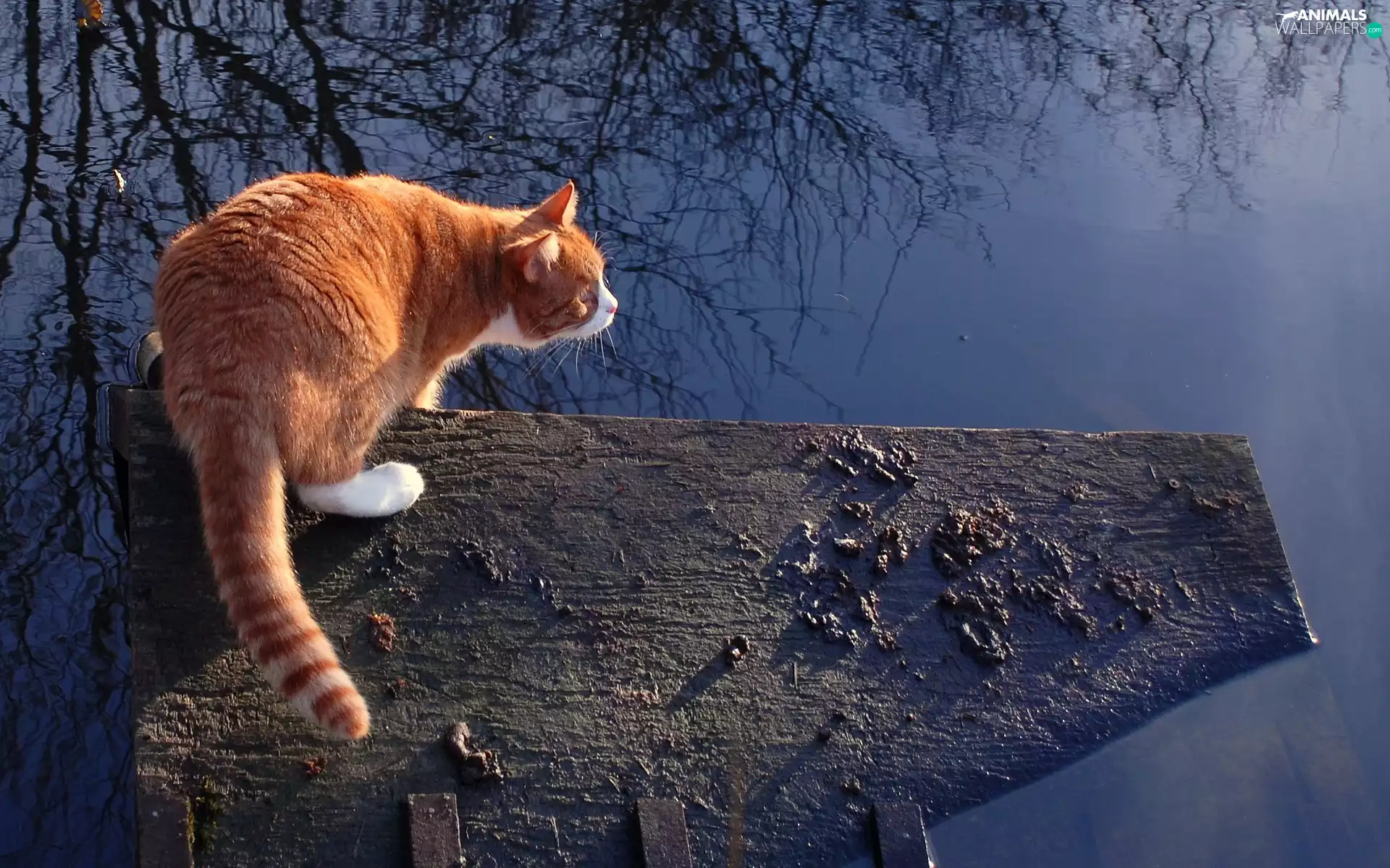 Pond - car, reflection, water, Platform, cat