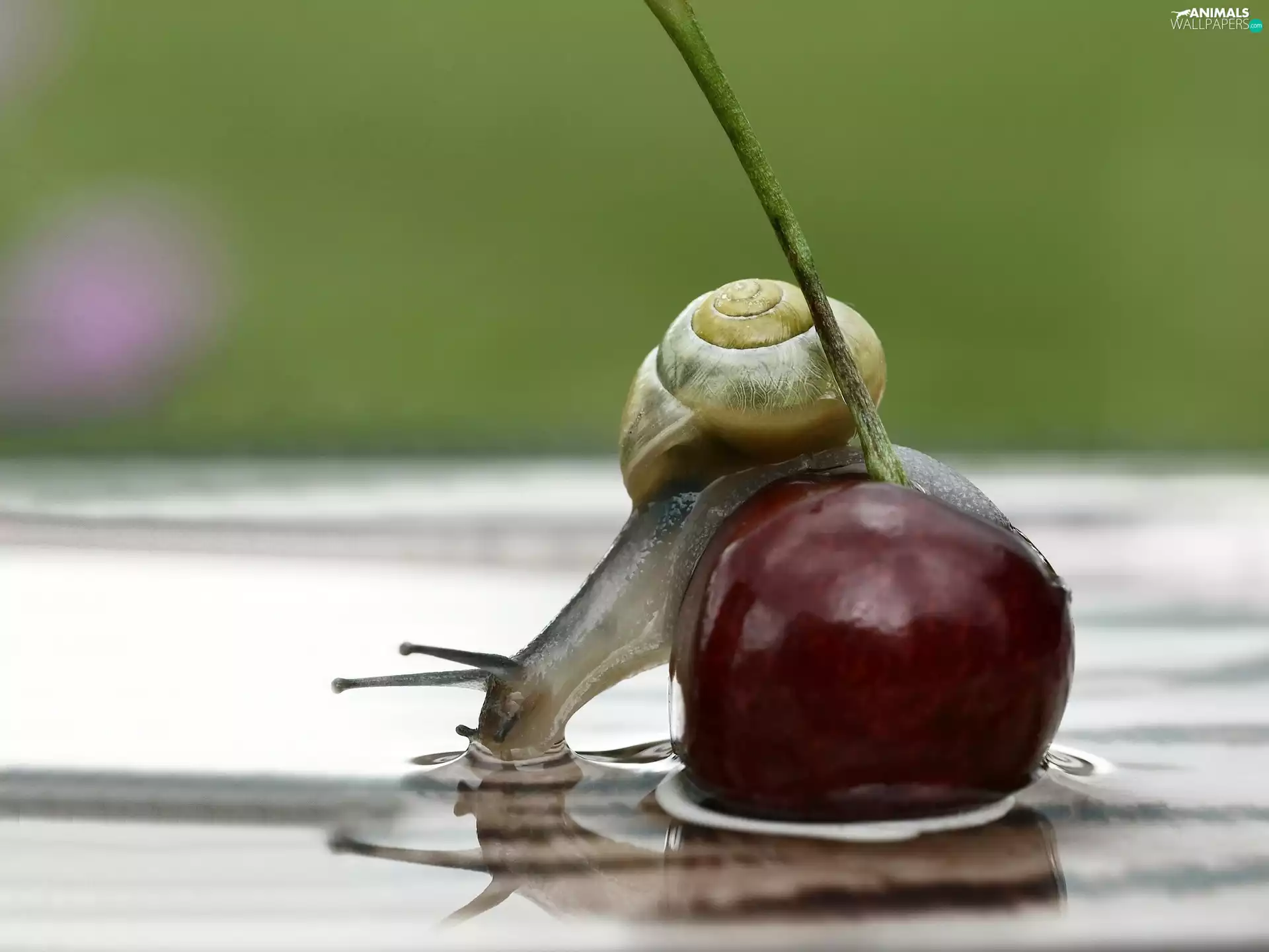 water, snail, cherry