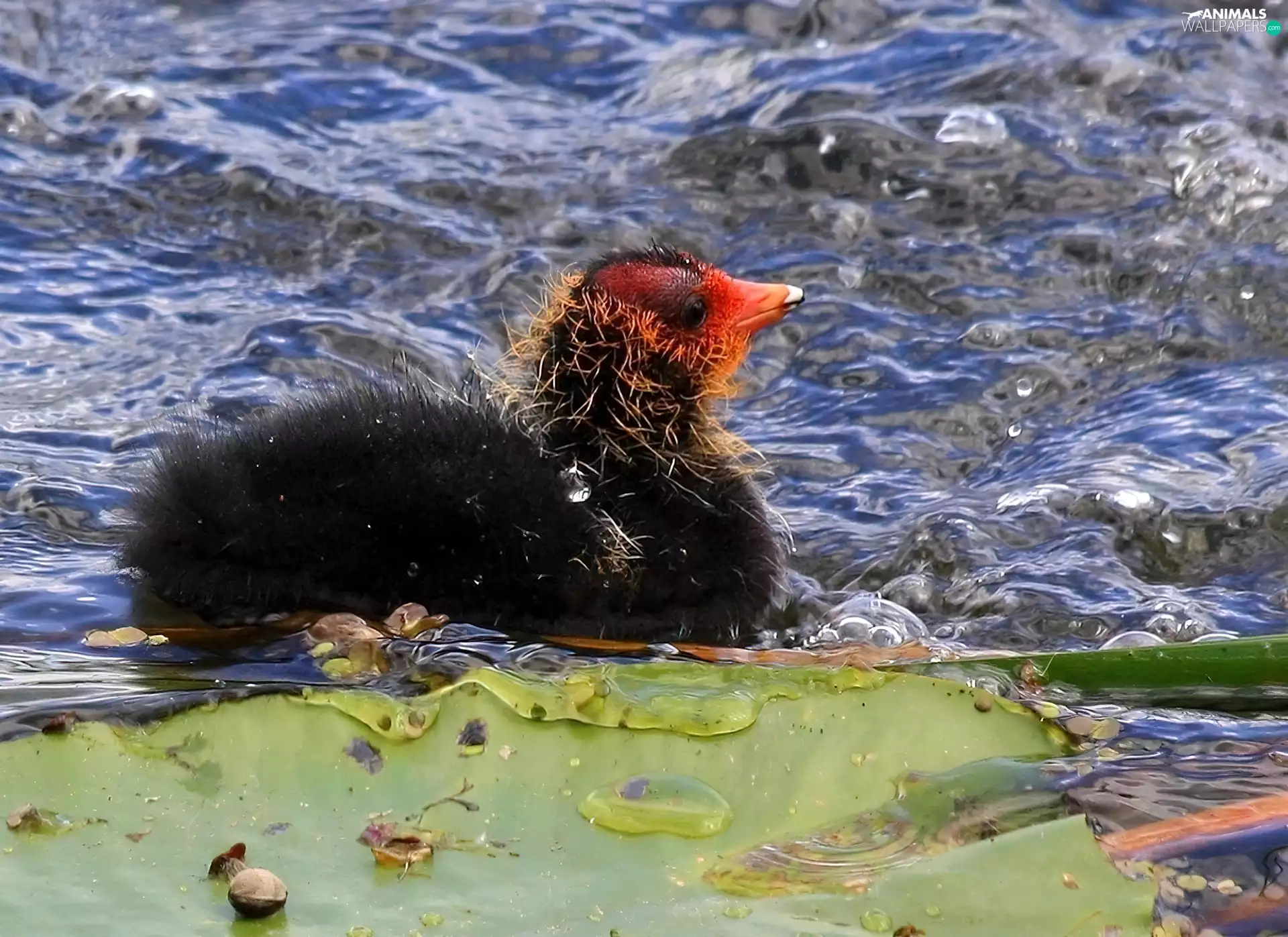 water, coot, chick