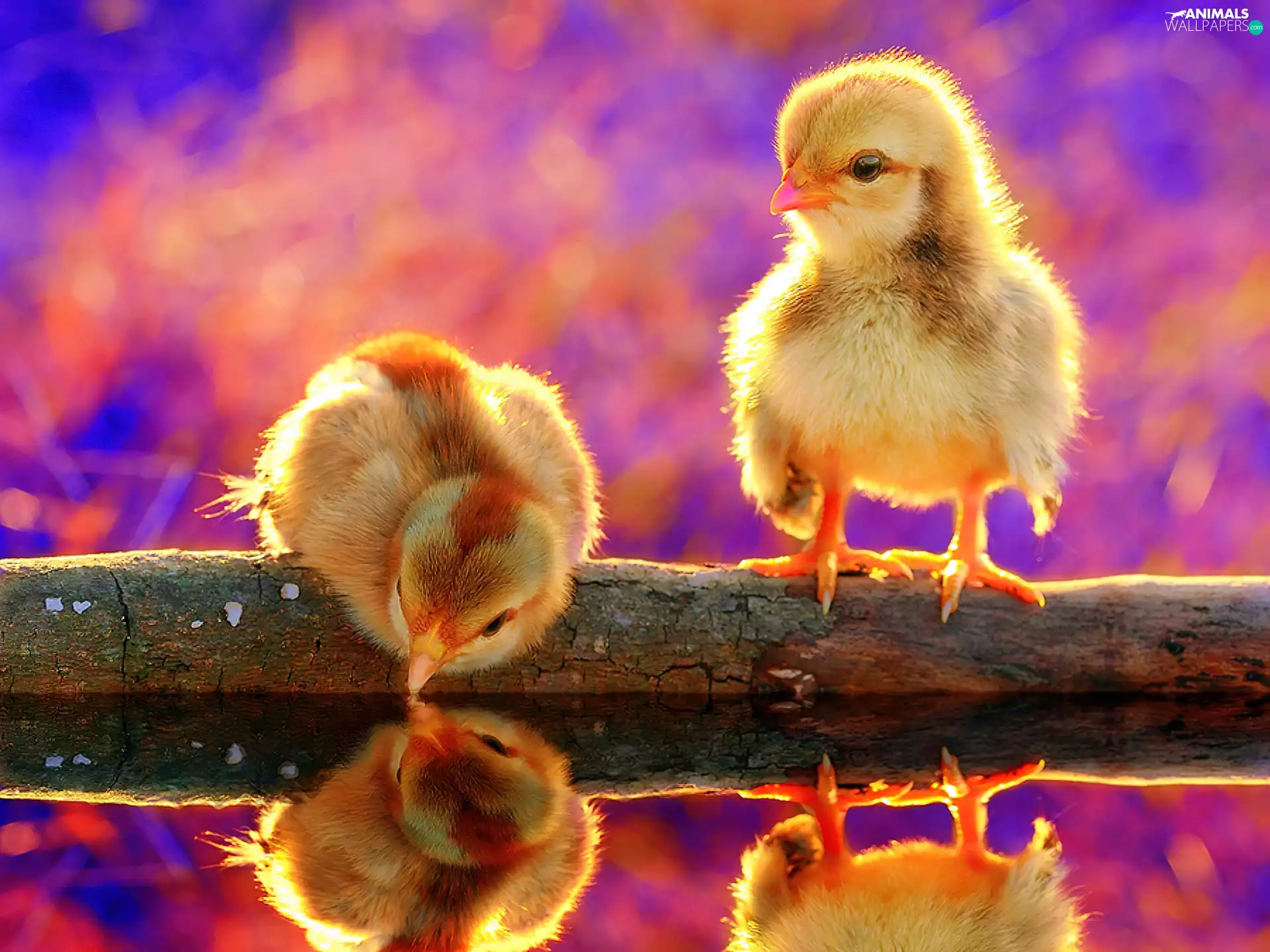 water, Yellow, chickens