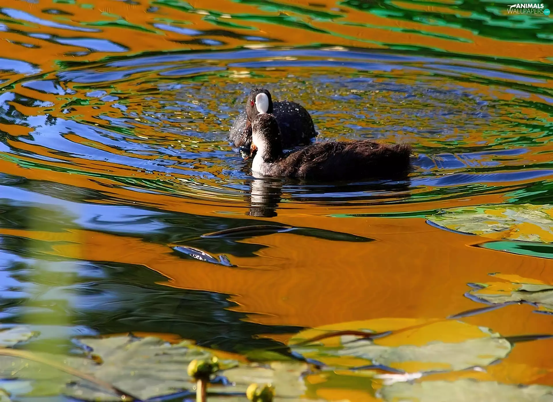 water, Two, coots