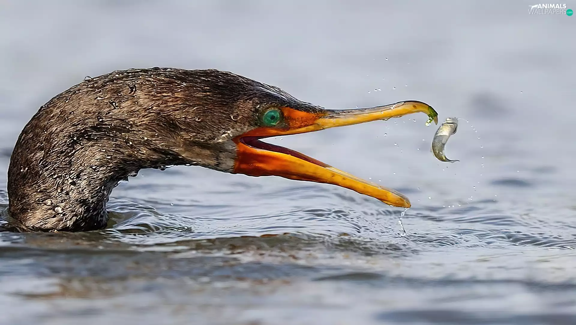 cormorant, nose, Fish, water
