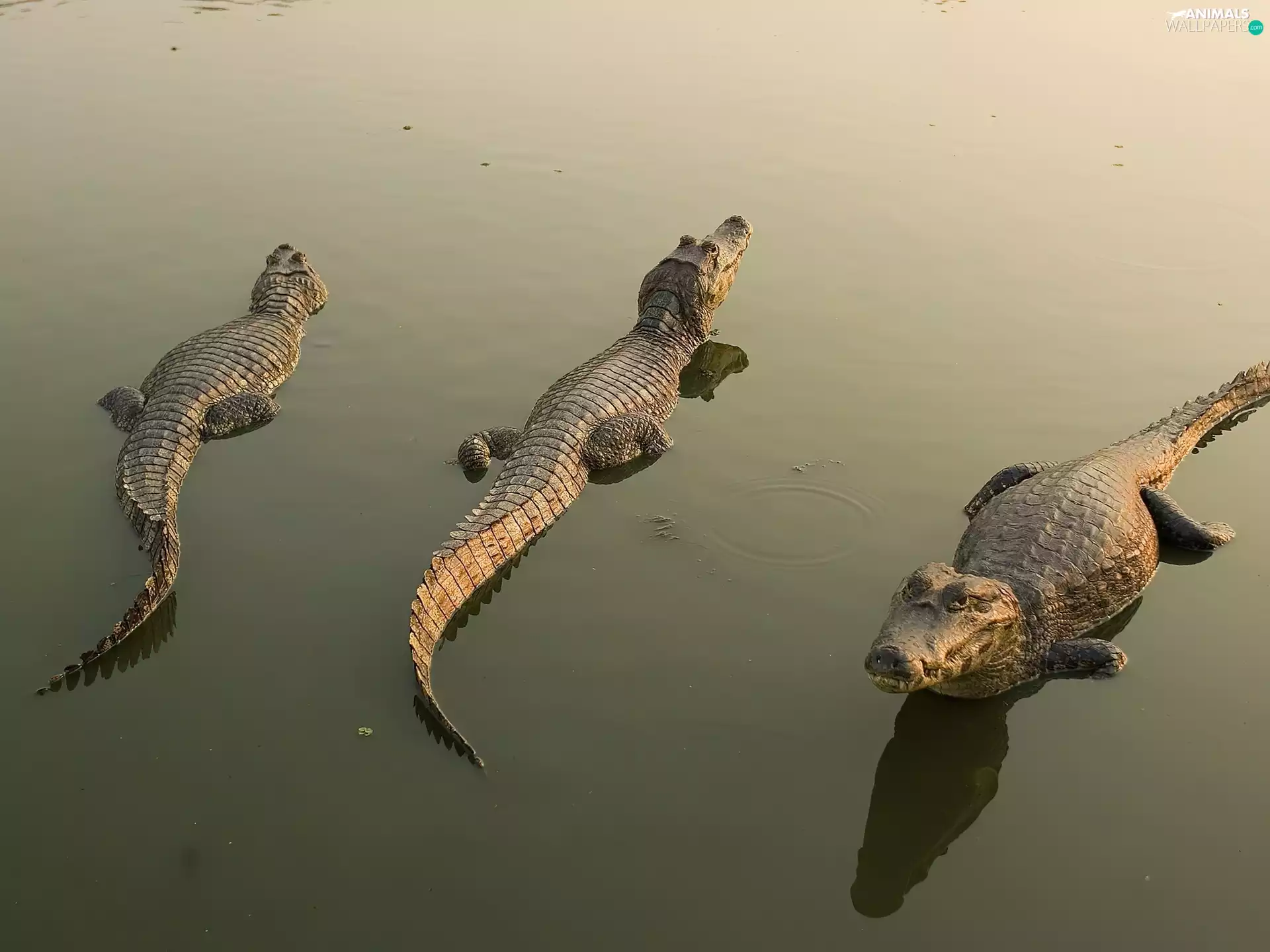water, Three, crocodiles