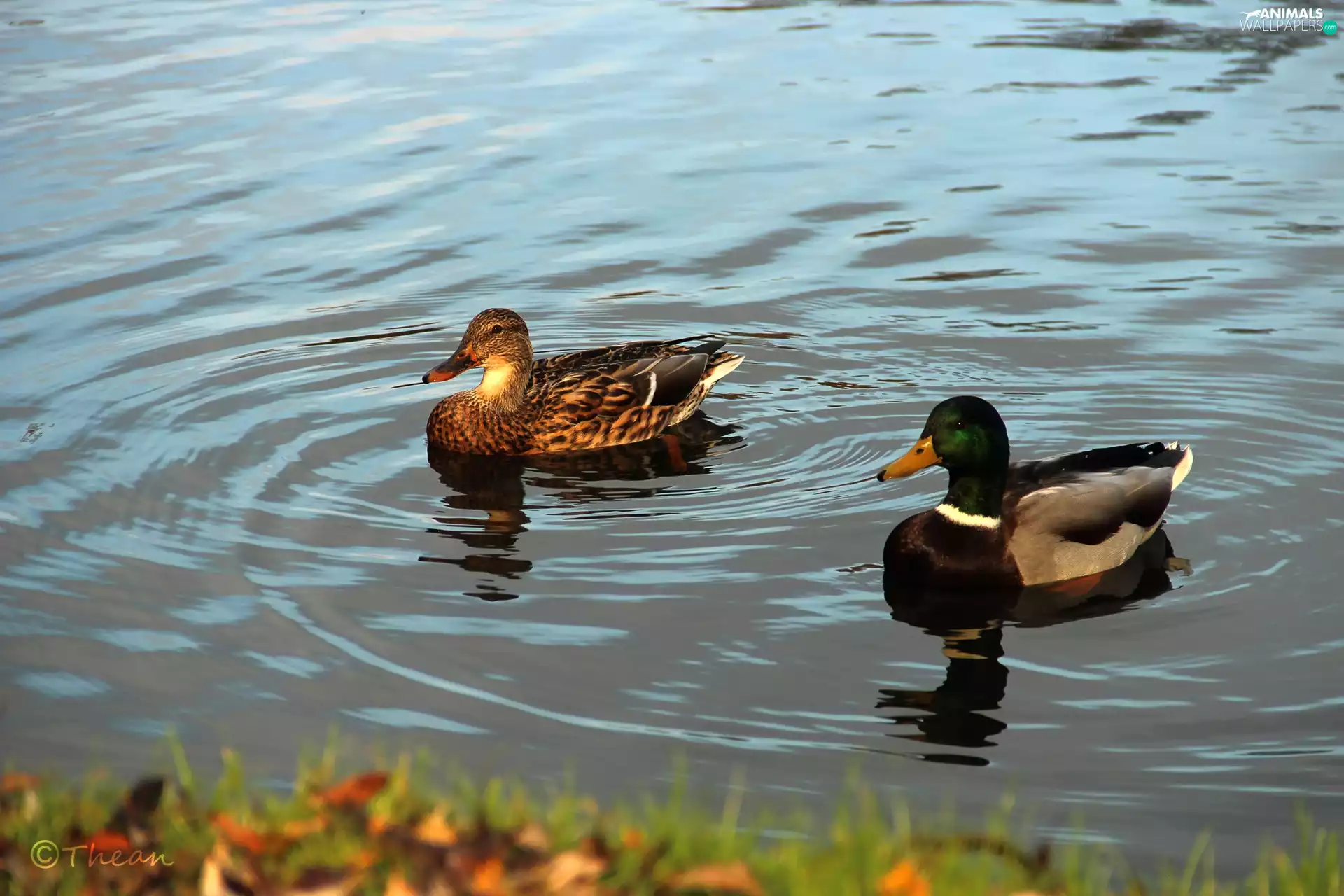 water, ducks, Crosswords