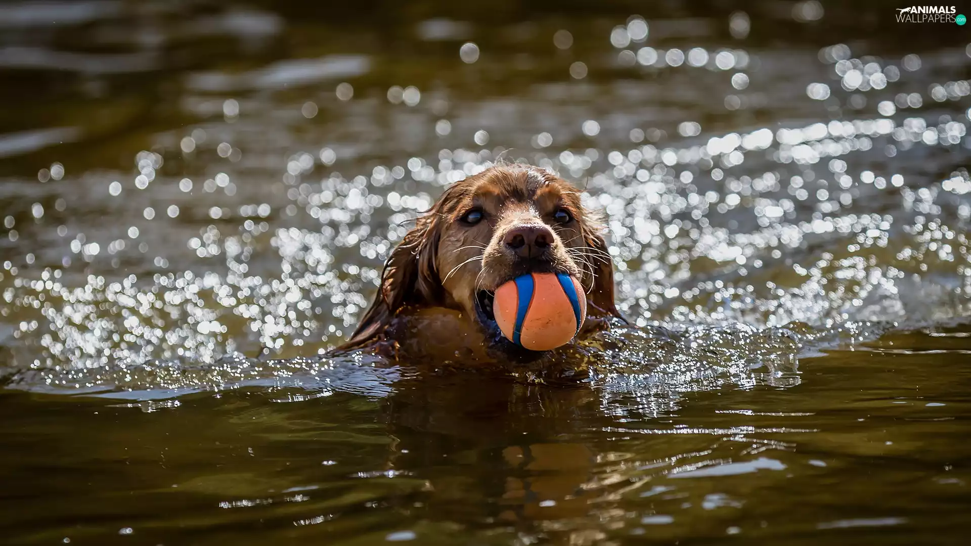 Ball, water, dog, muzzle, flowing