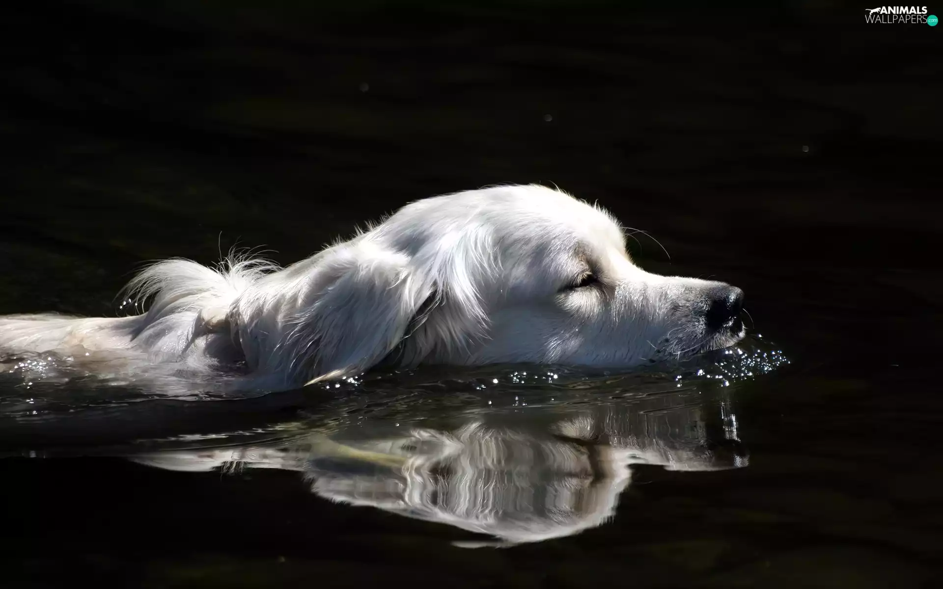 water, White, dog