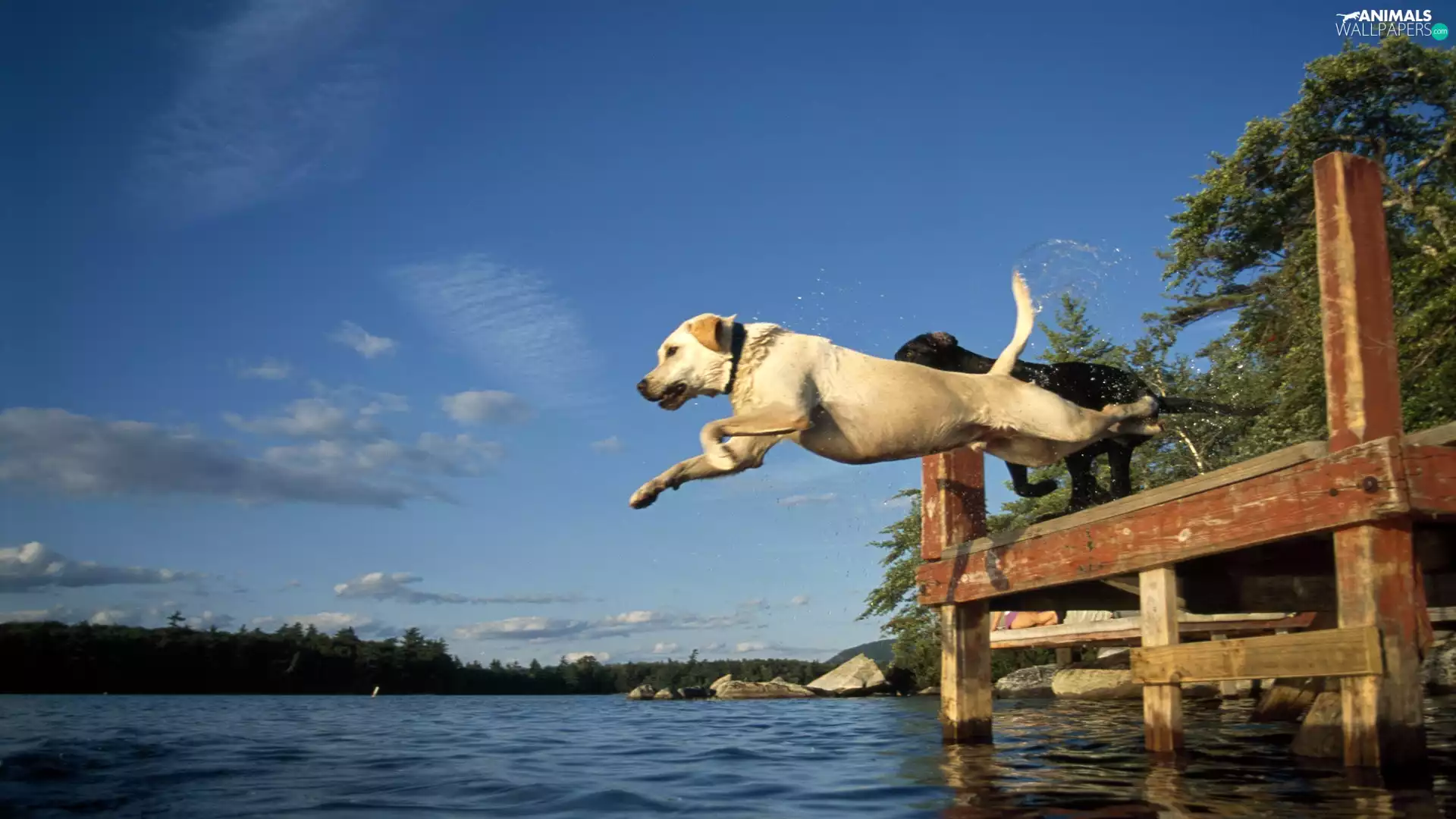 Dogs, Platform, jump, water