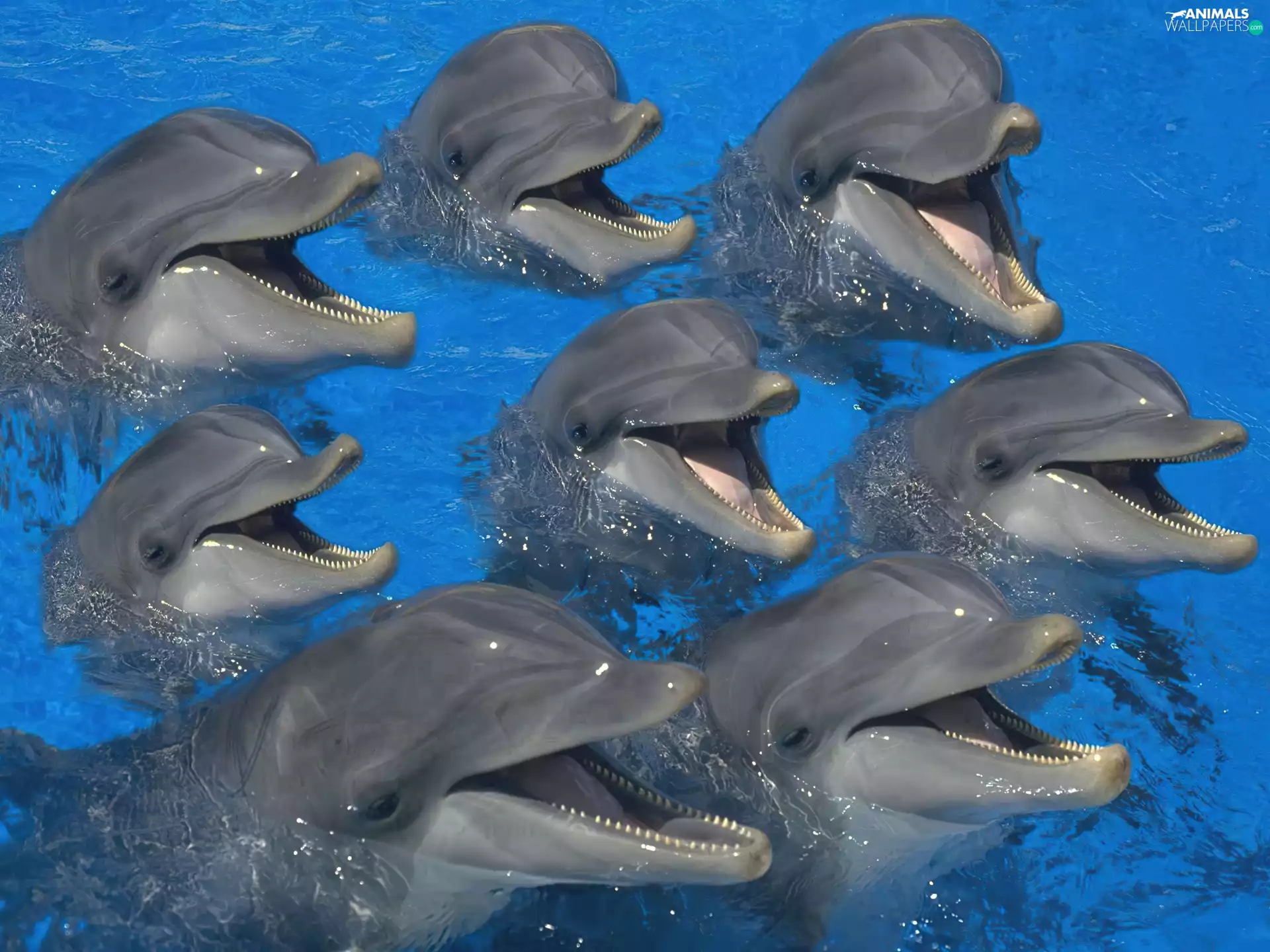 water, eight, dolphin