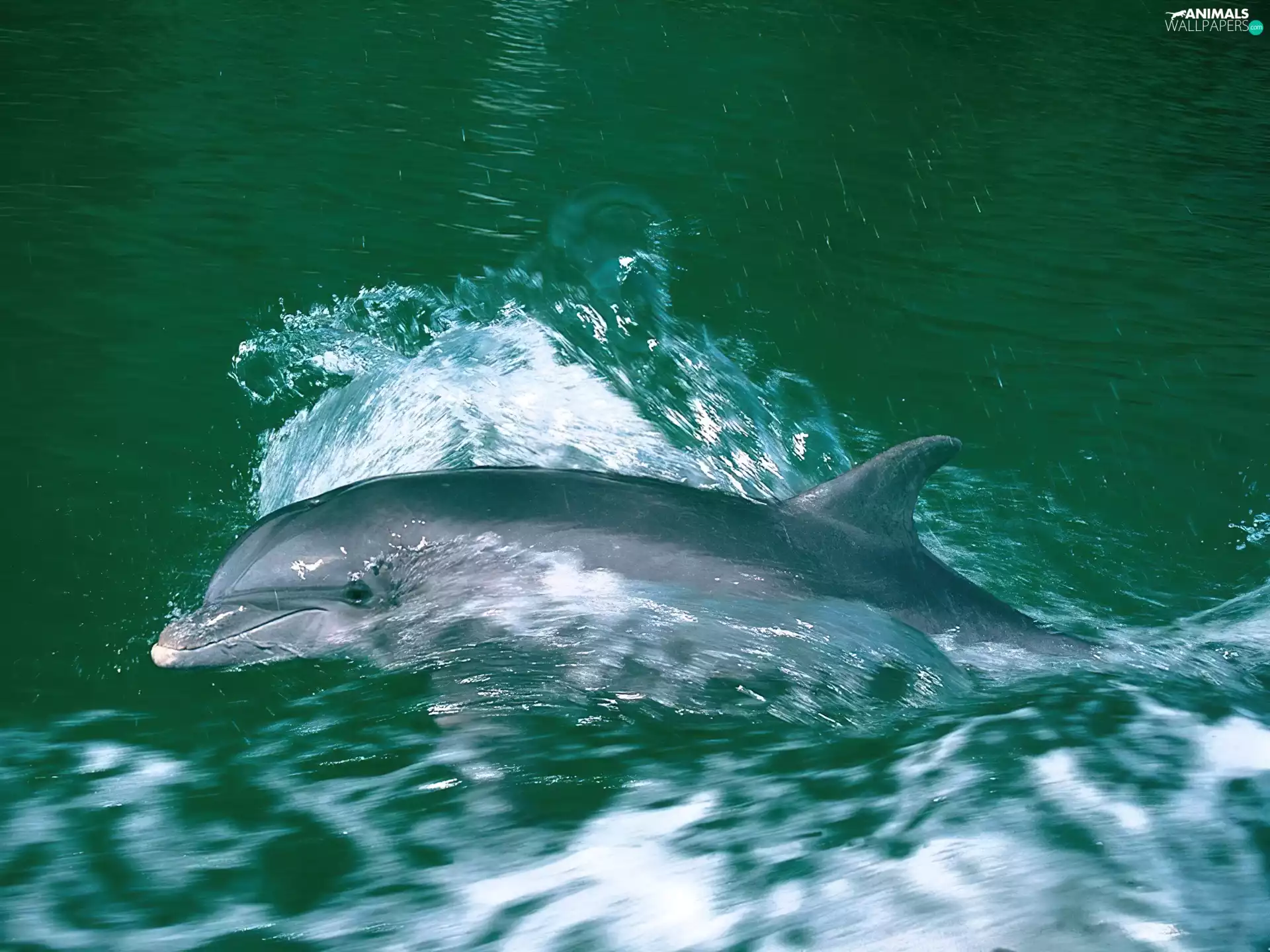 water, flowing, dolphin