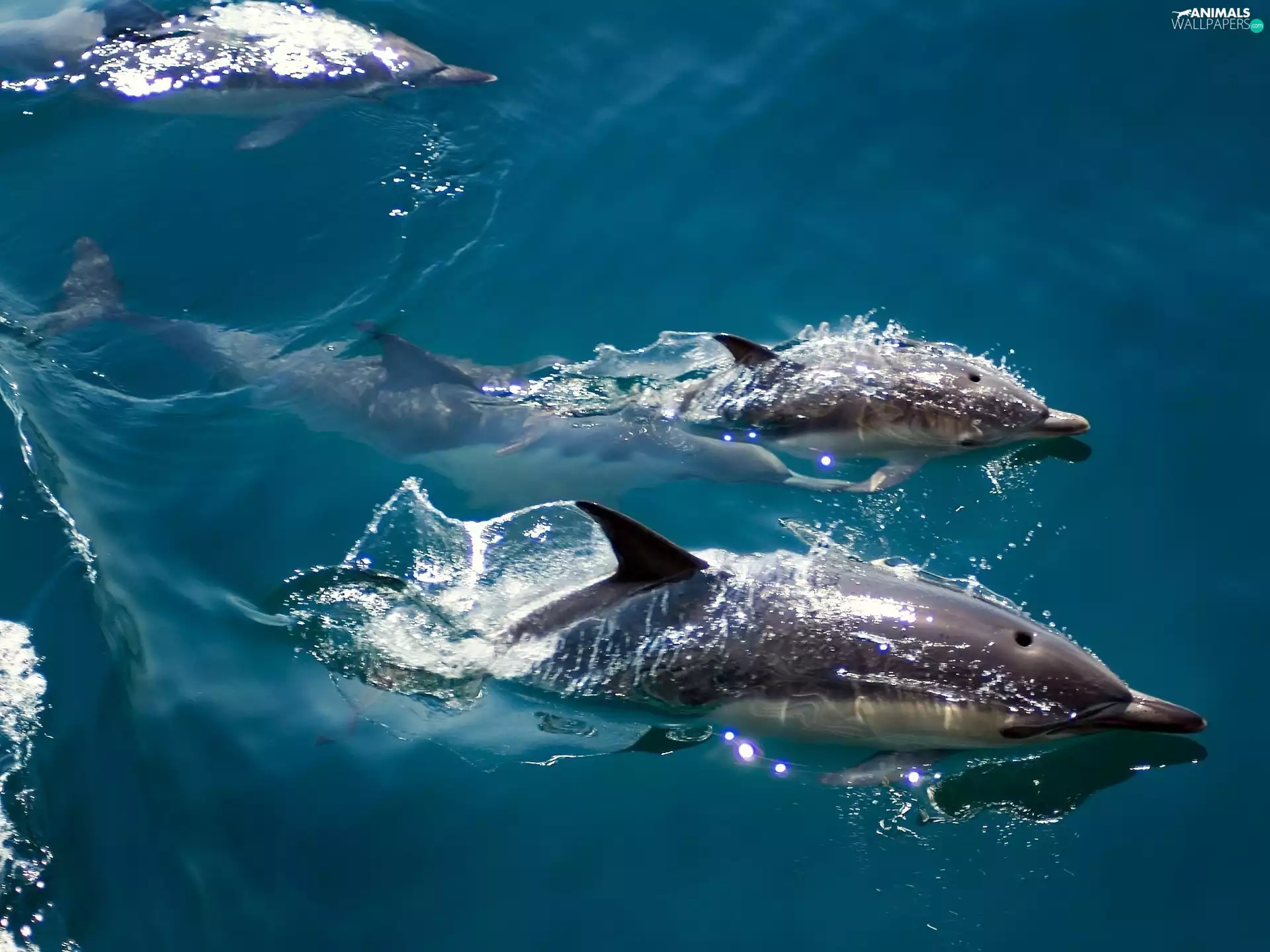 water, Three, dolphins