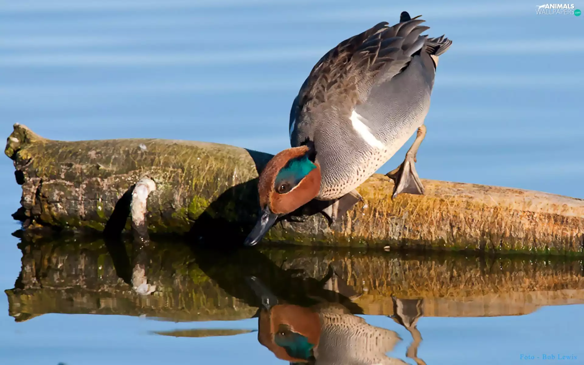 an, water, drake, trunk, garganey