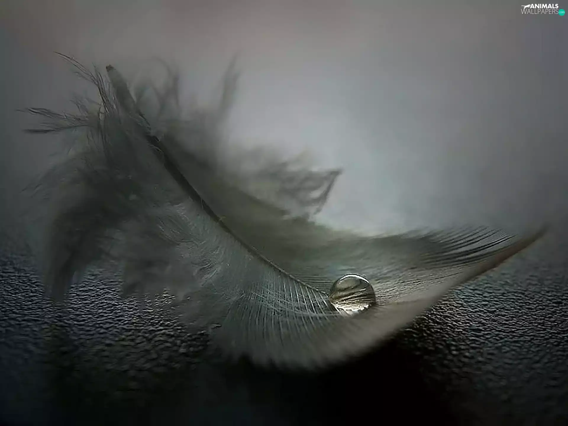 water, feather, drop