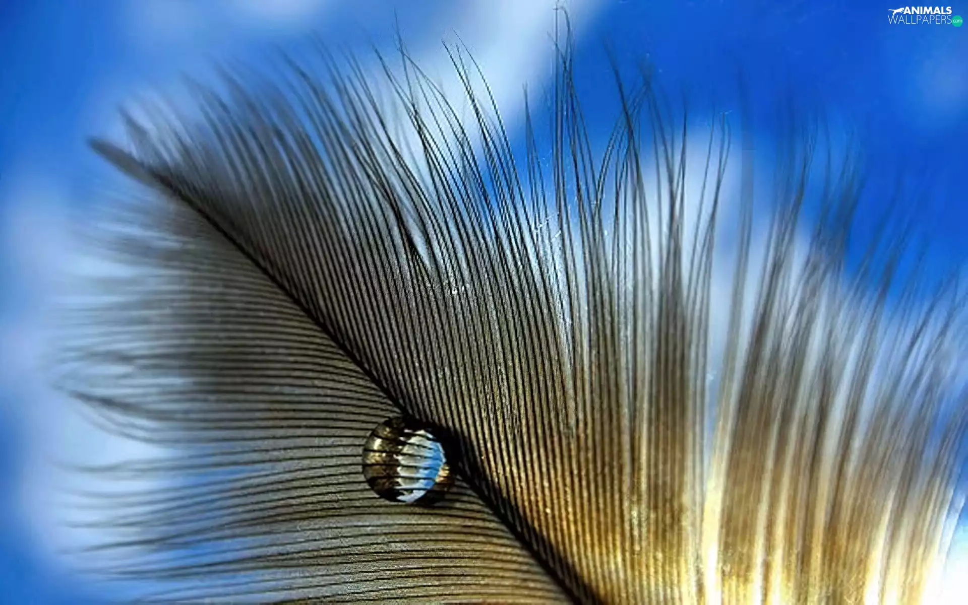 water, feather, drop