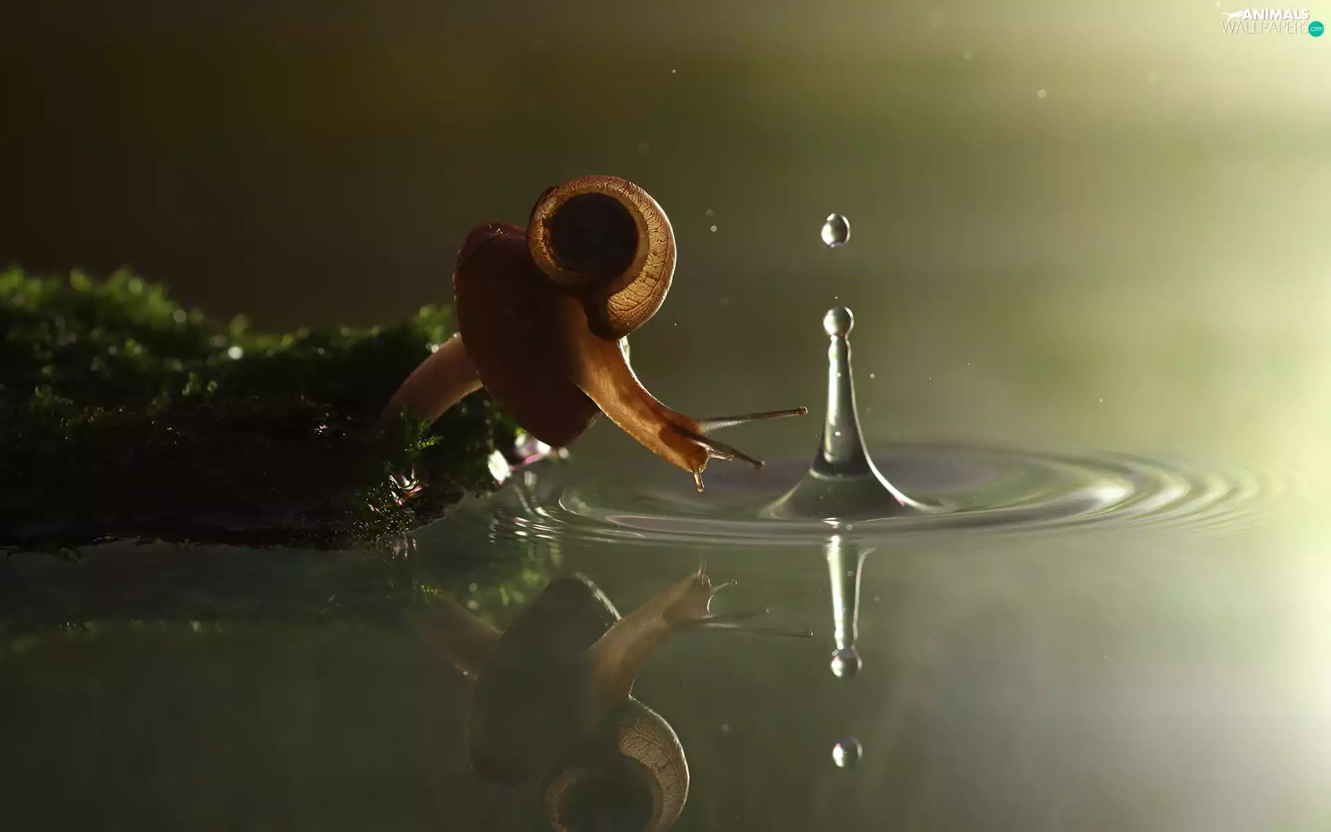 water, snail, droplet