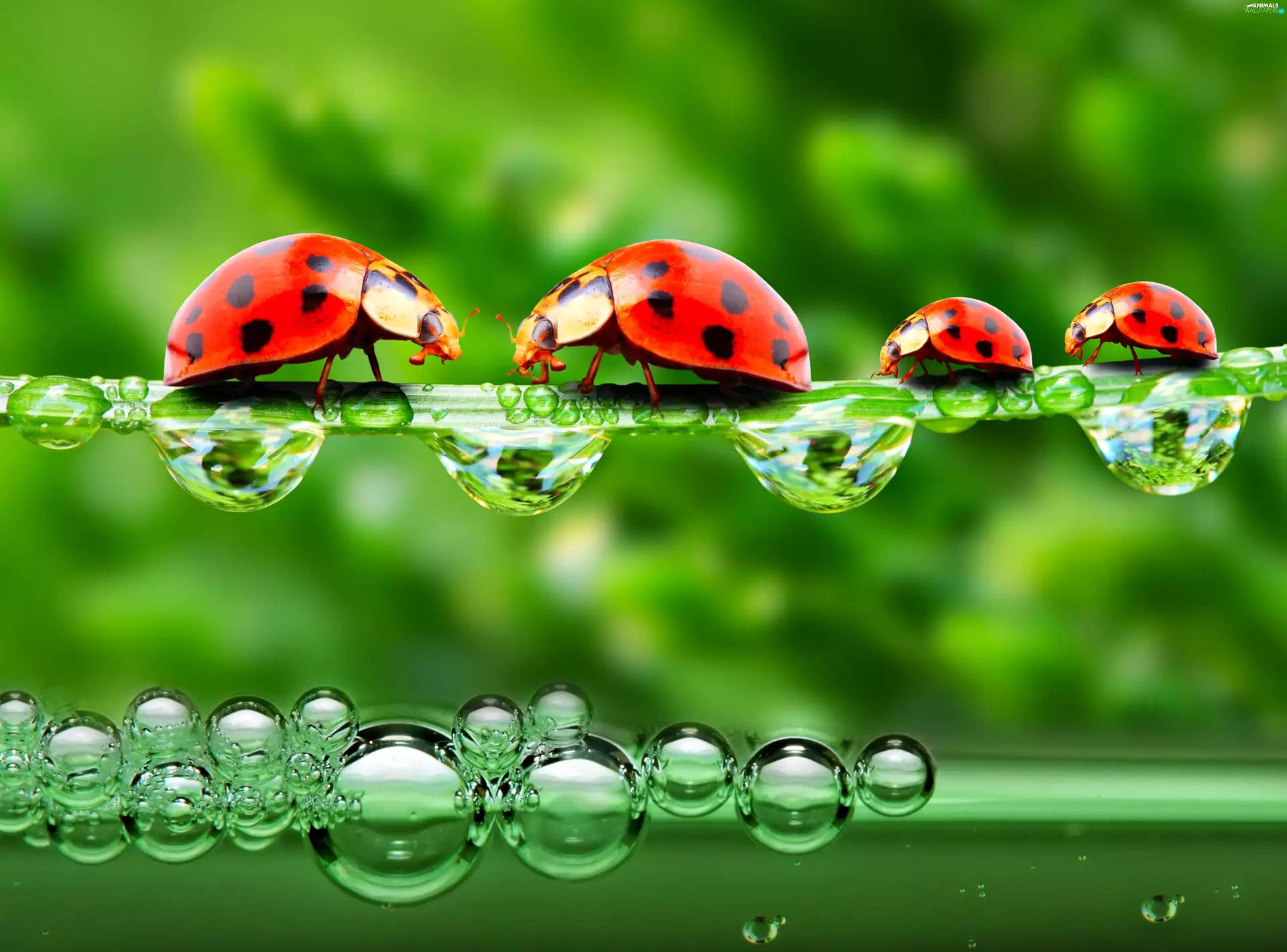 water, ladybugs, drops