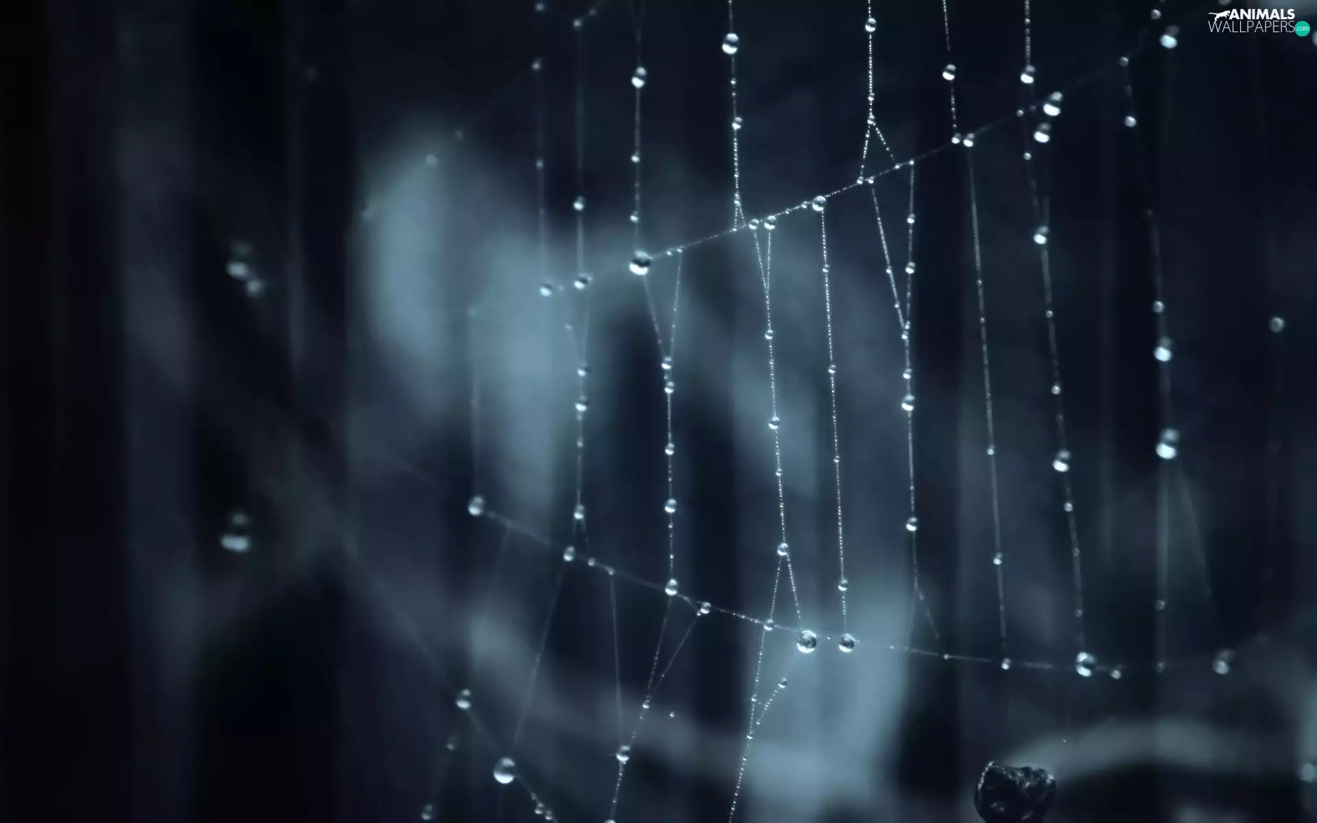 water, Web, drops
