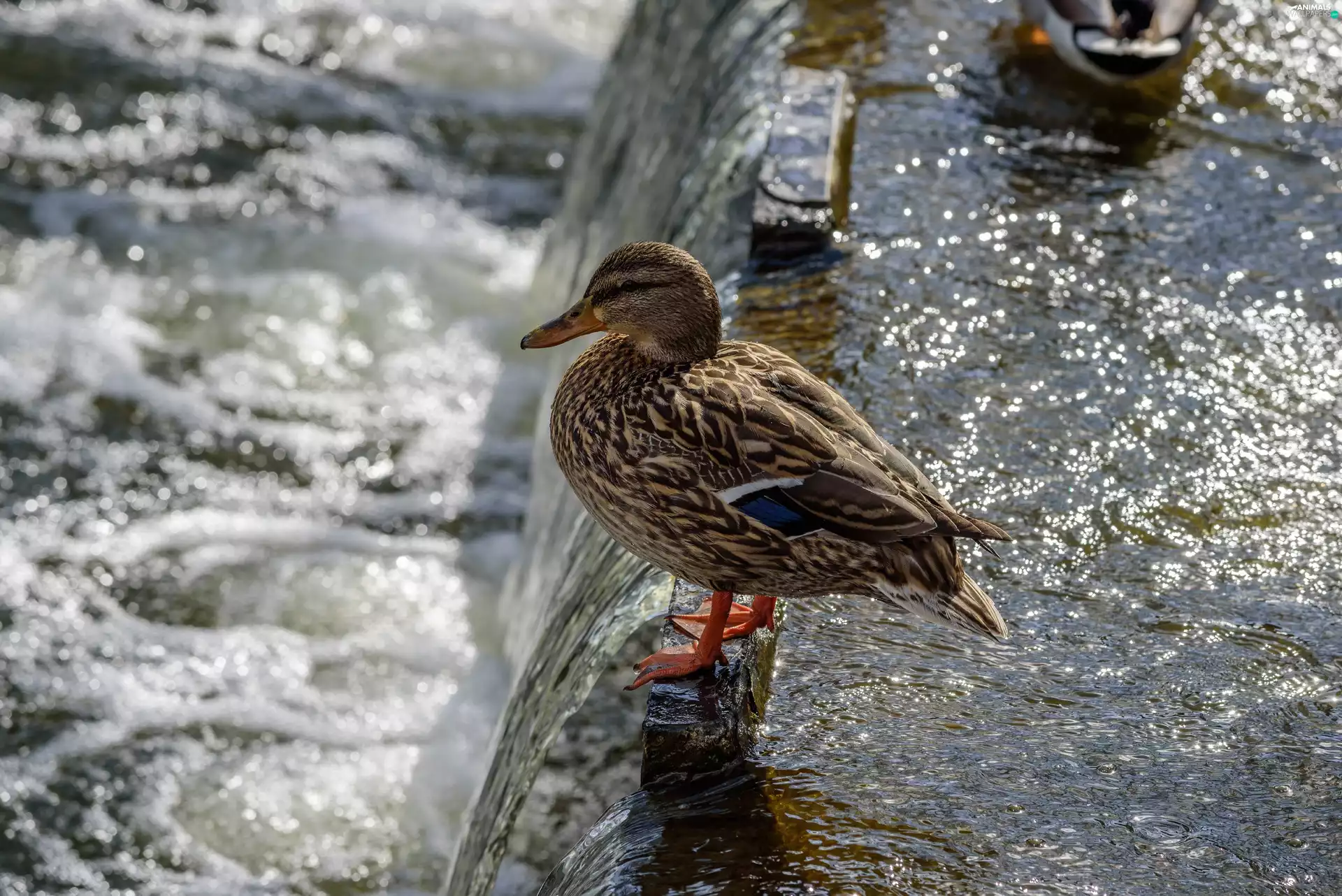 duck, River, Foam, water
