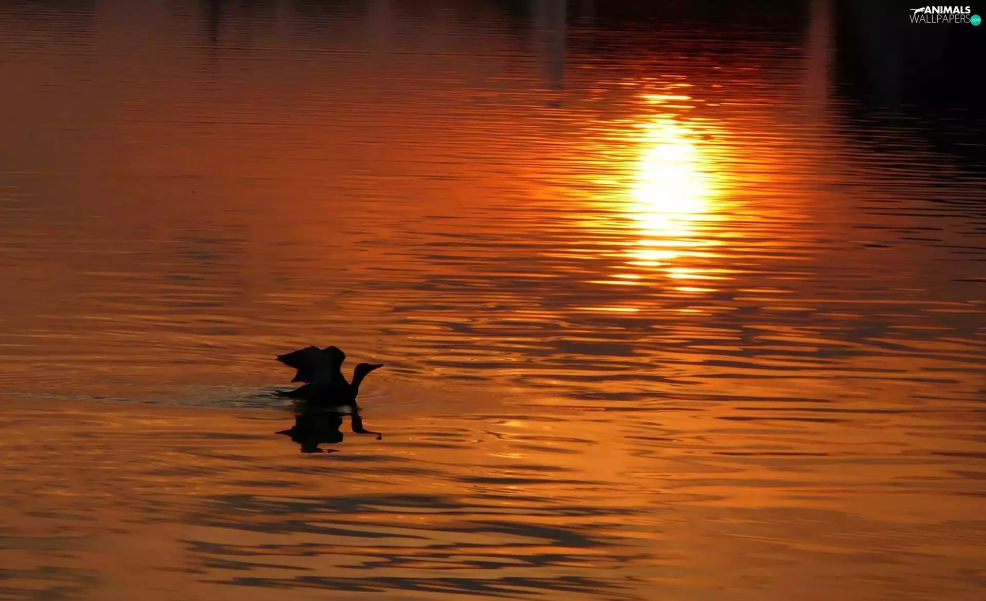 duck, west, sun, water