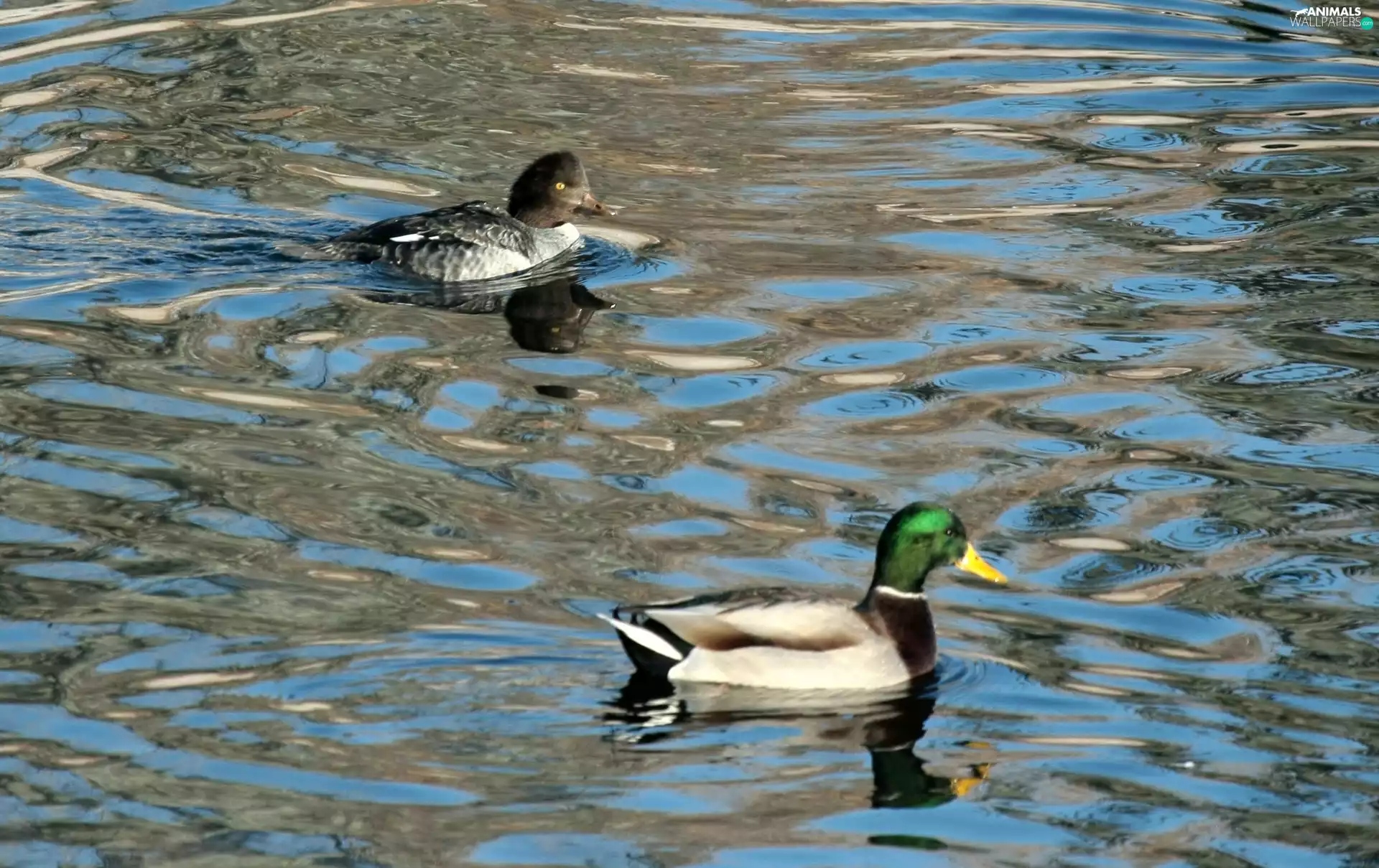 water, Two, ducks