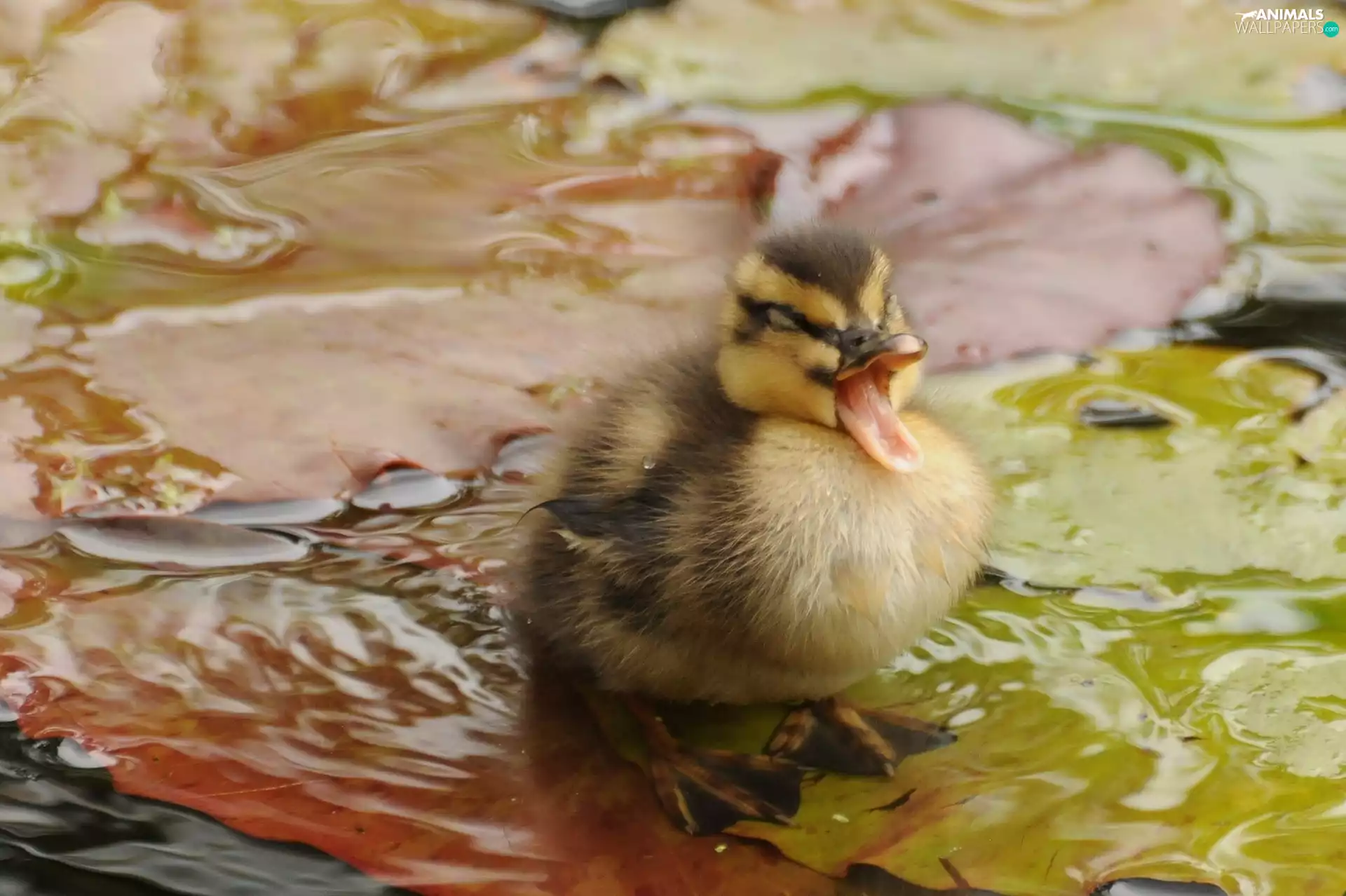 water, small, Ducky