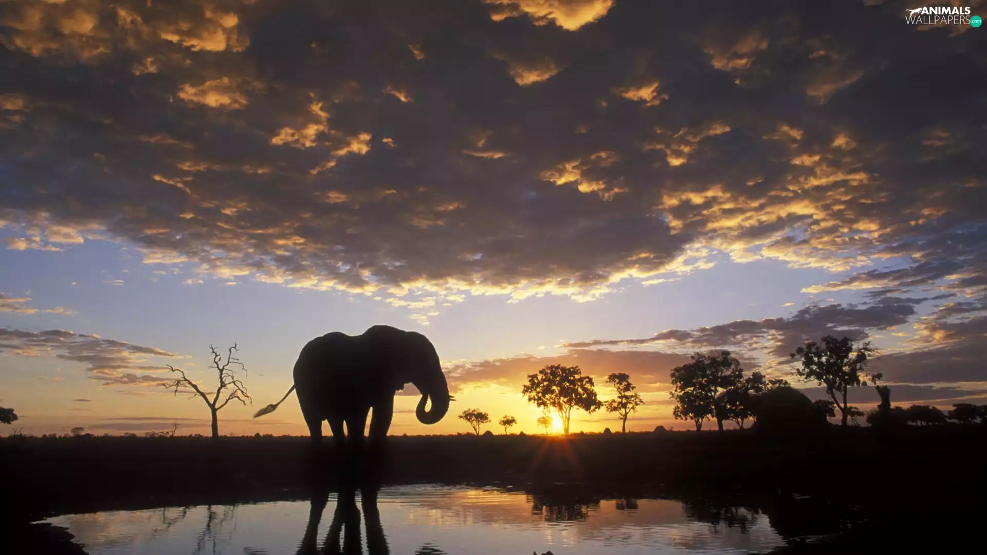 Elephant, clouds, sun, water