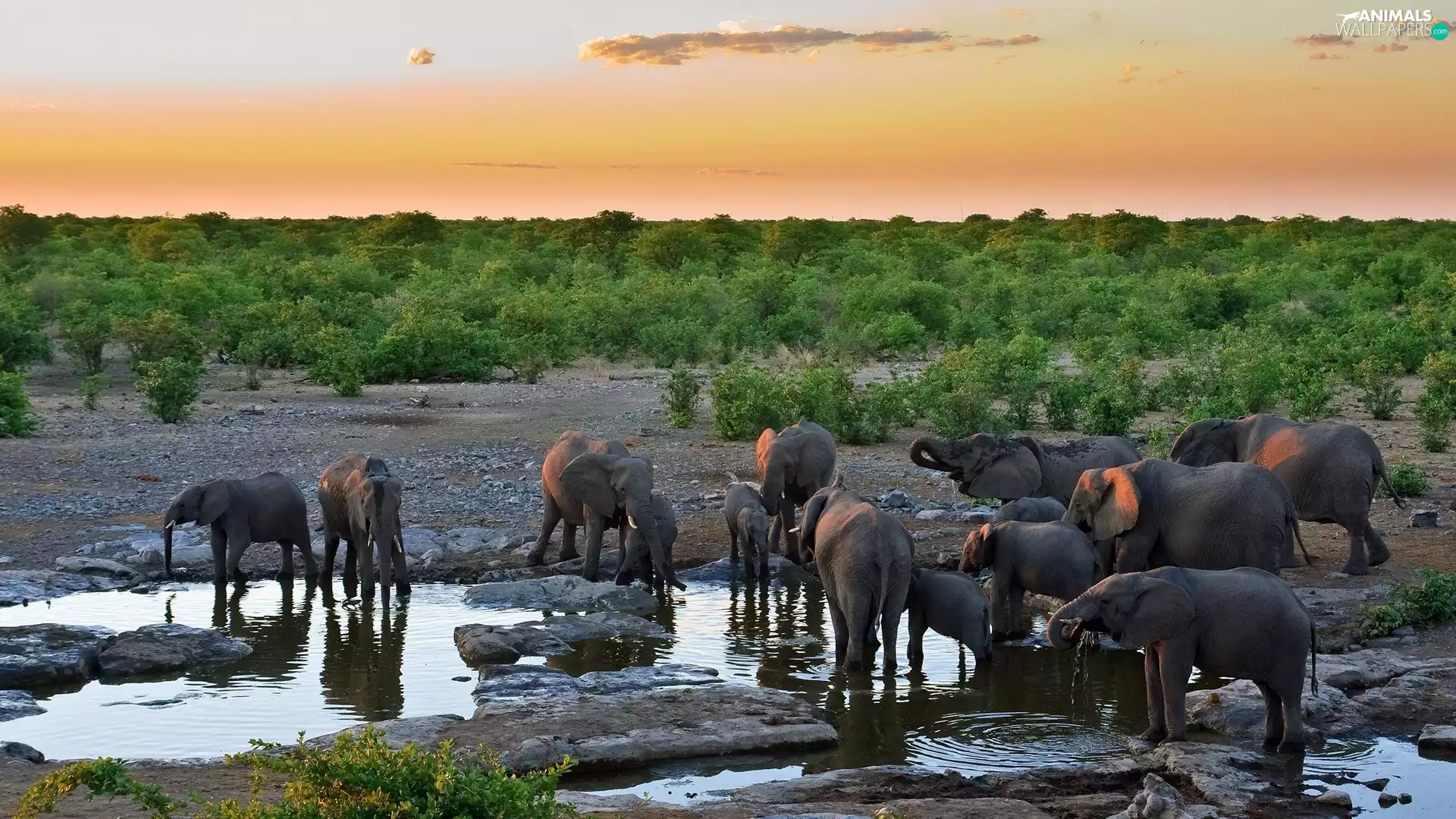 water, herd, elephants