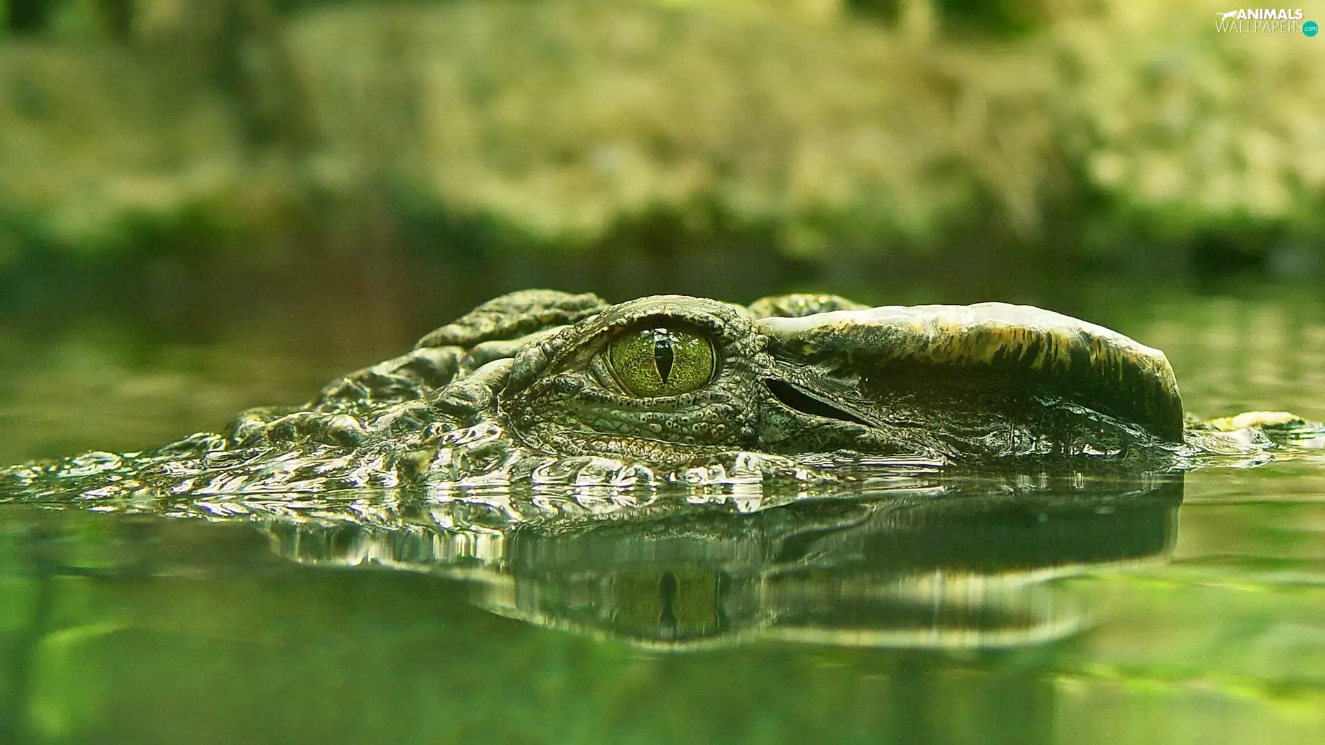 water, crocodile, eye