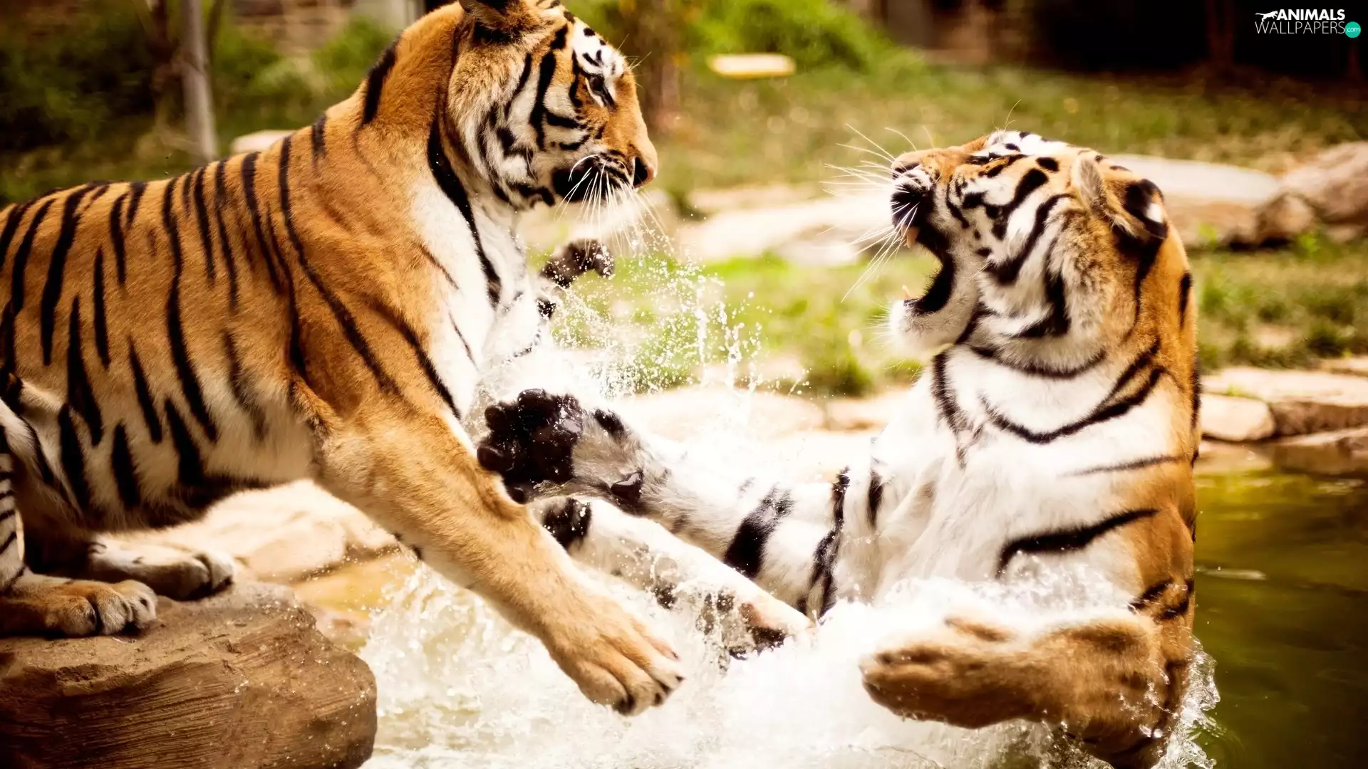 water, tigress, Fight
