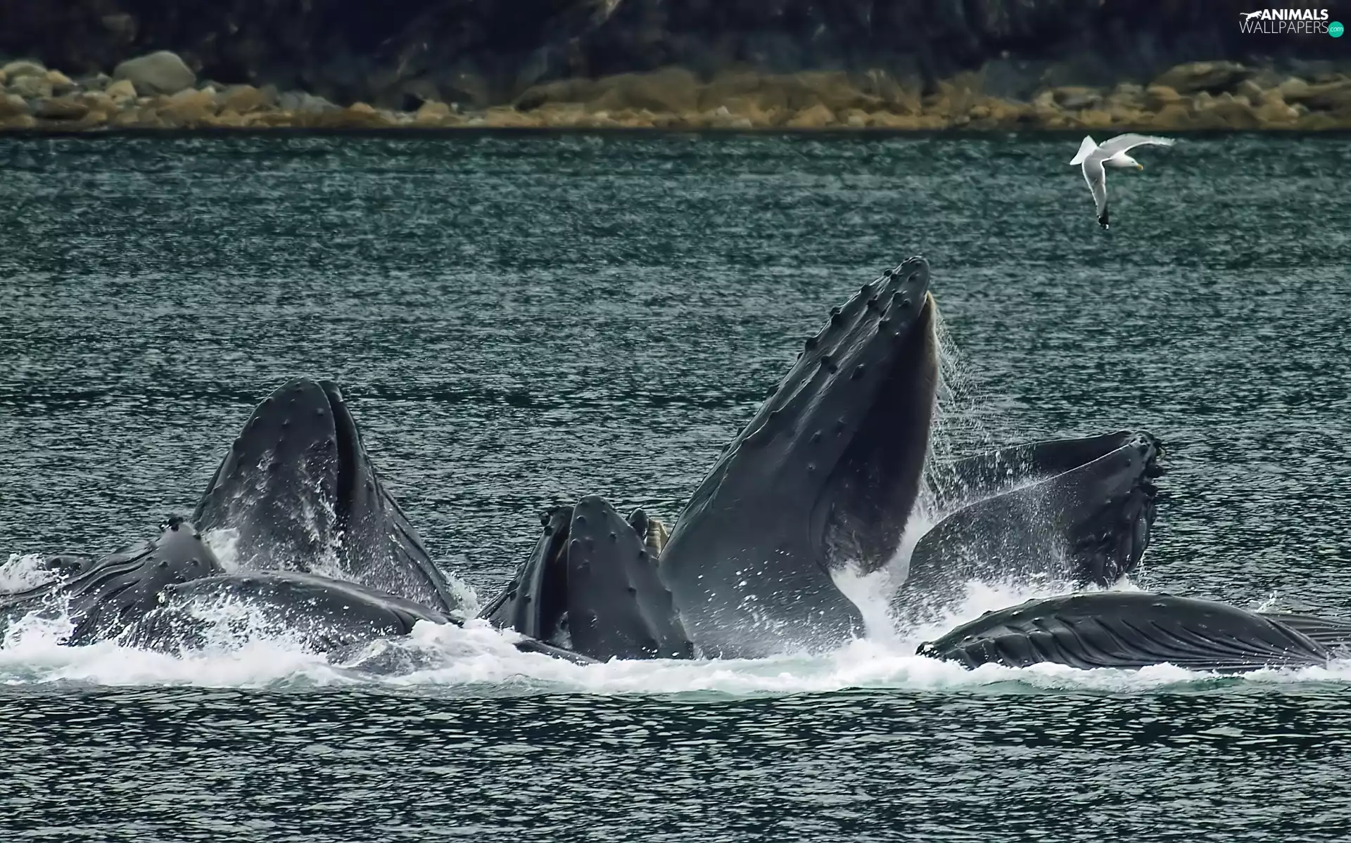 Fins, Humpback Whale, water