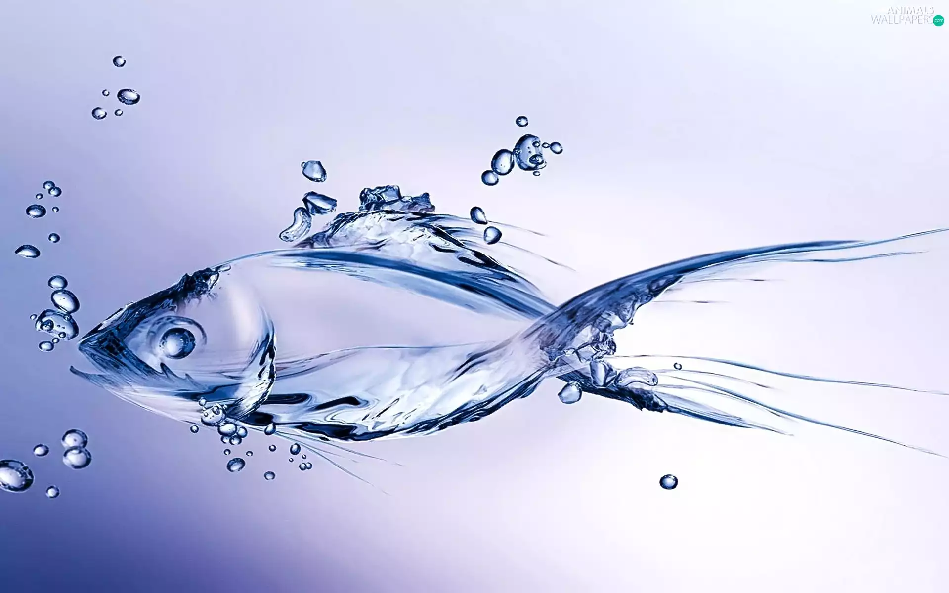 fish, Art, Animation, water