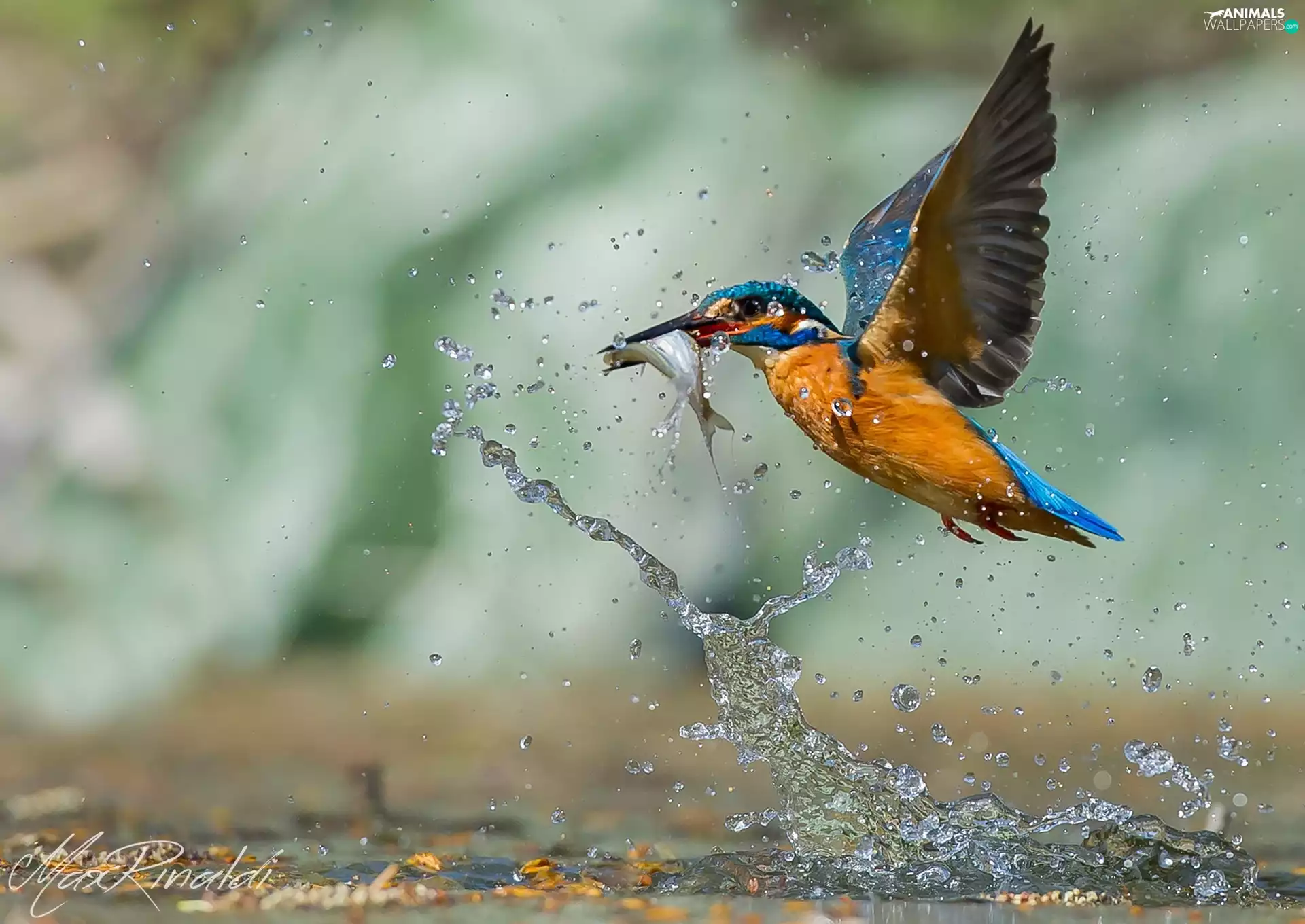 water, kingfisher, fish