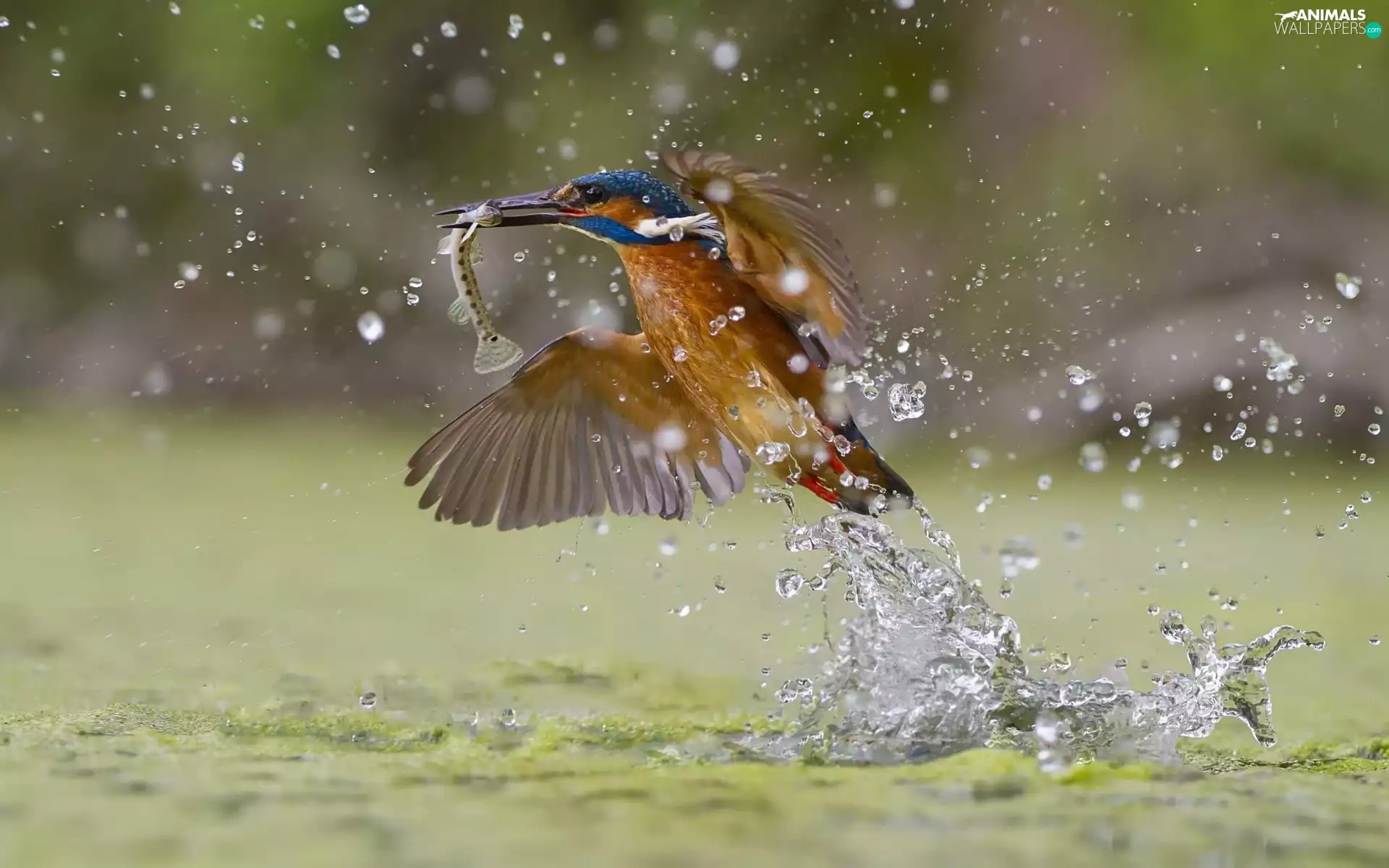 water, kingfisher, fish