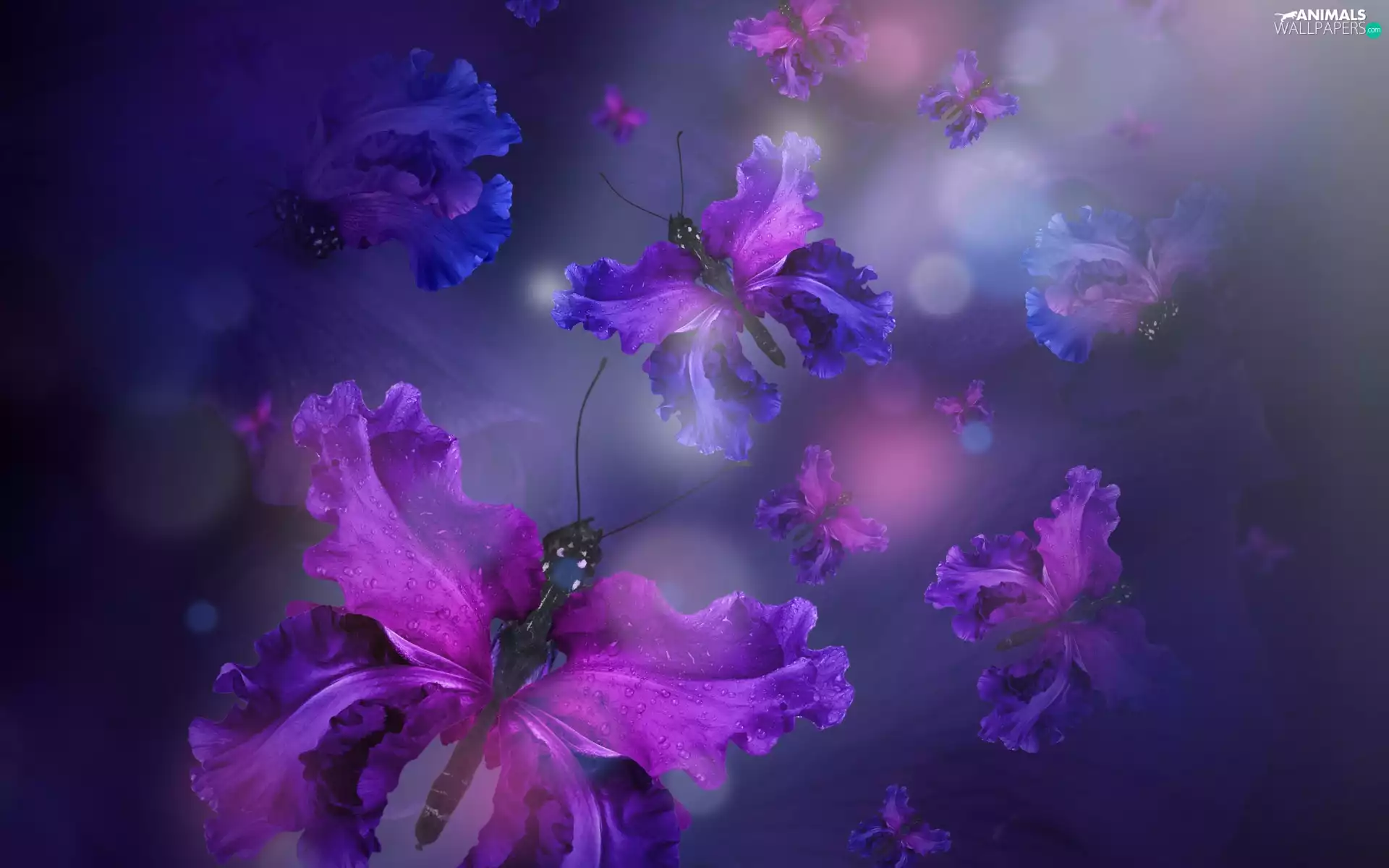 water, butterfly, flakes