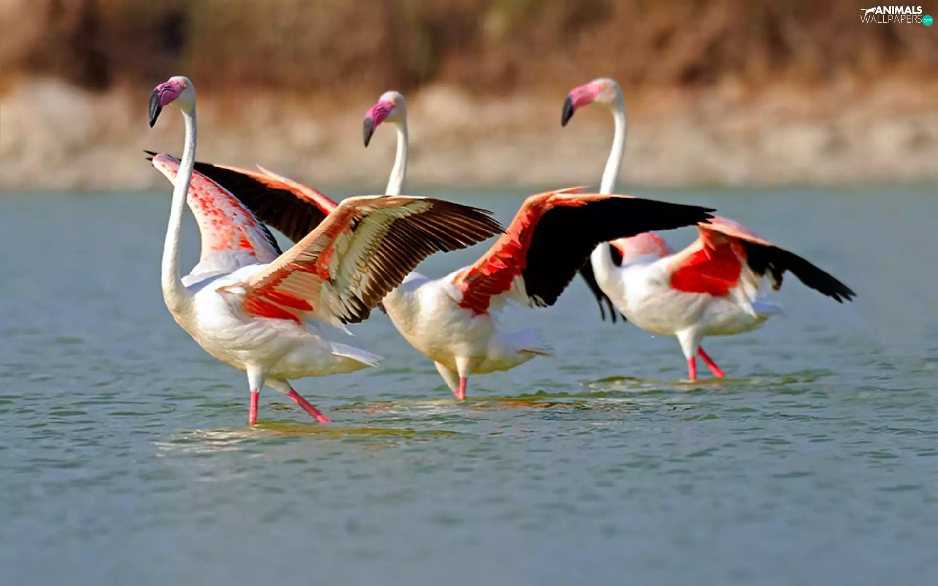 water, Three, Flamingos