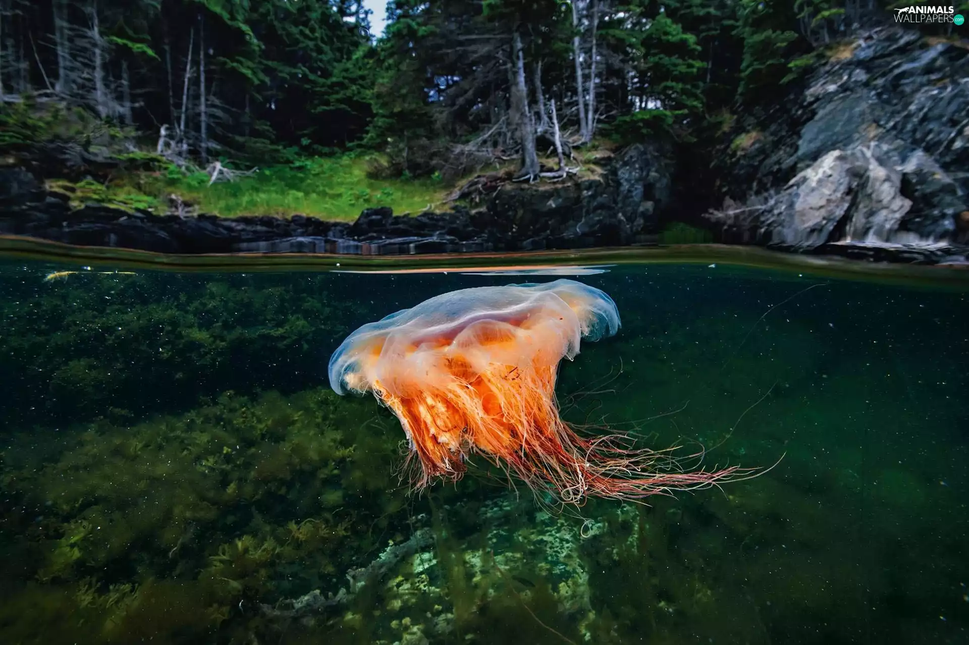 flat-fish, forest, water