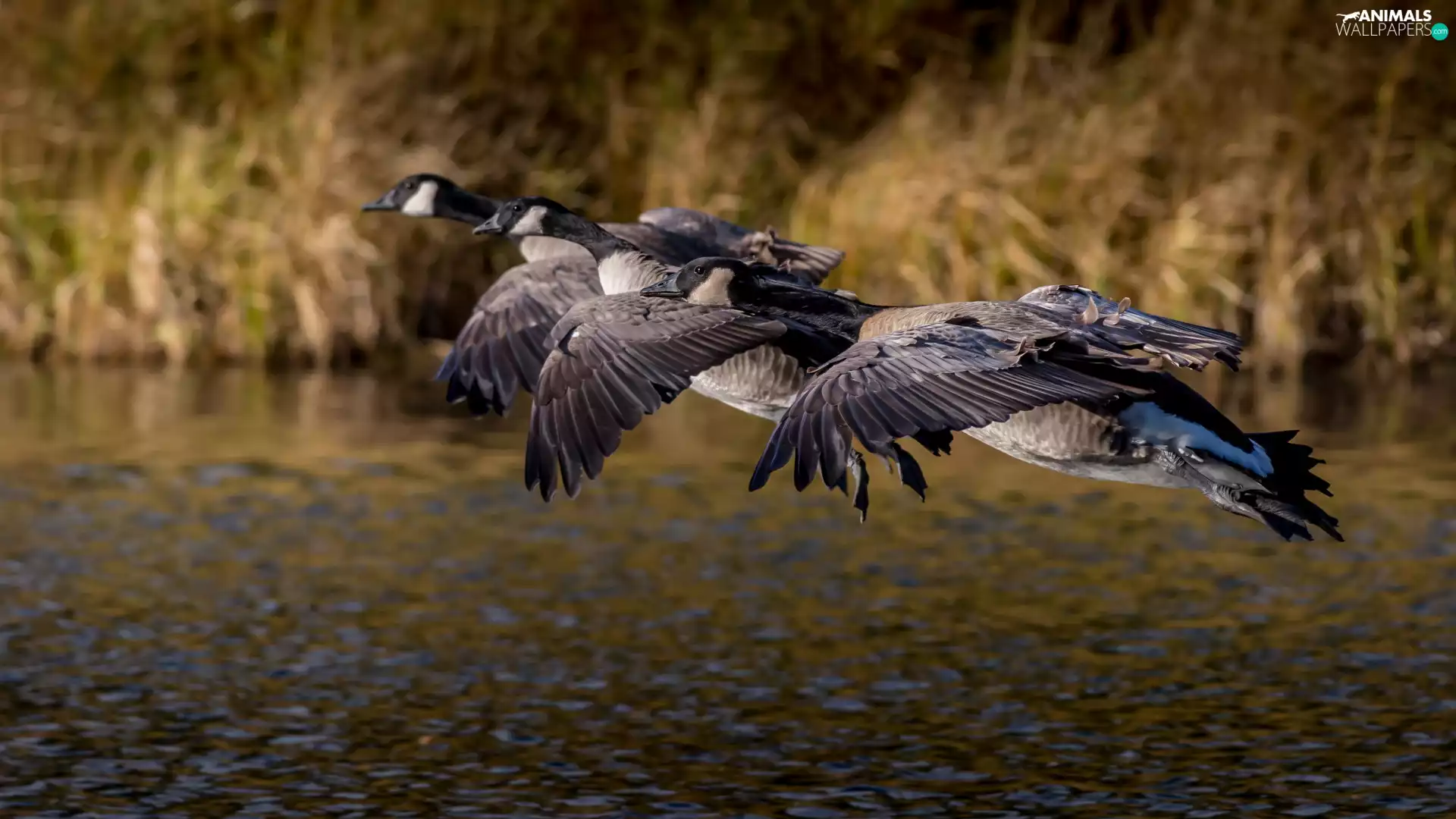 geese, birds, flight, water, Canada Goose, wild
