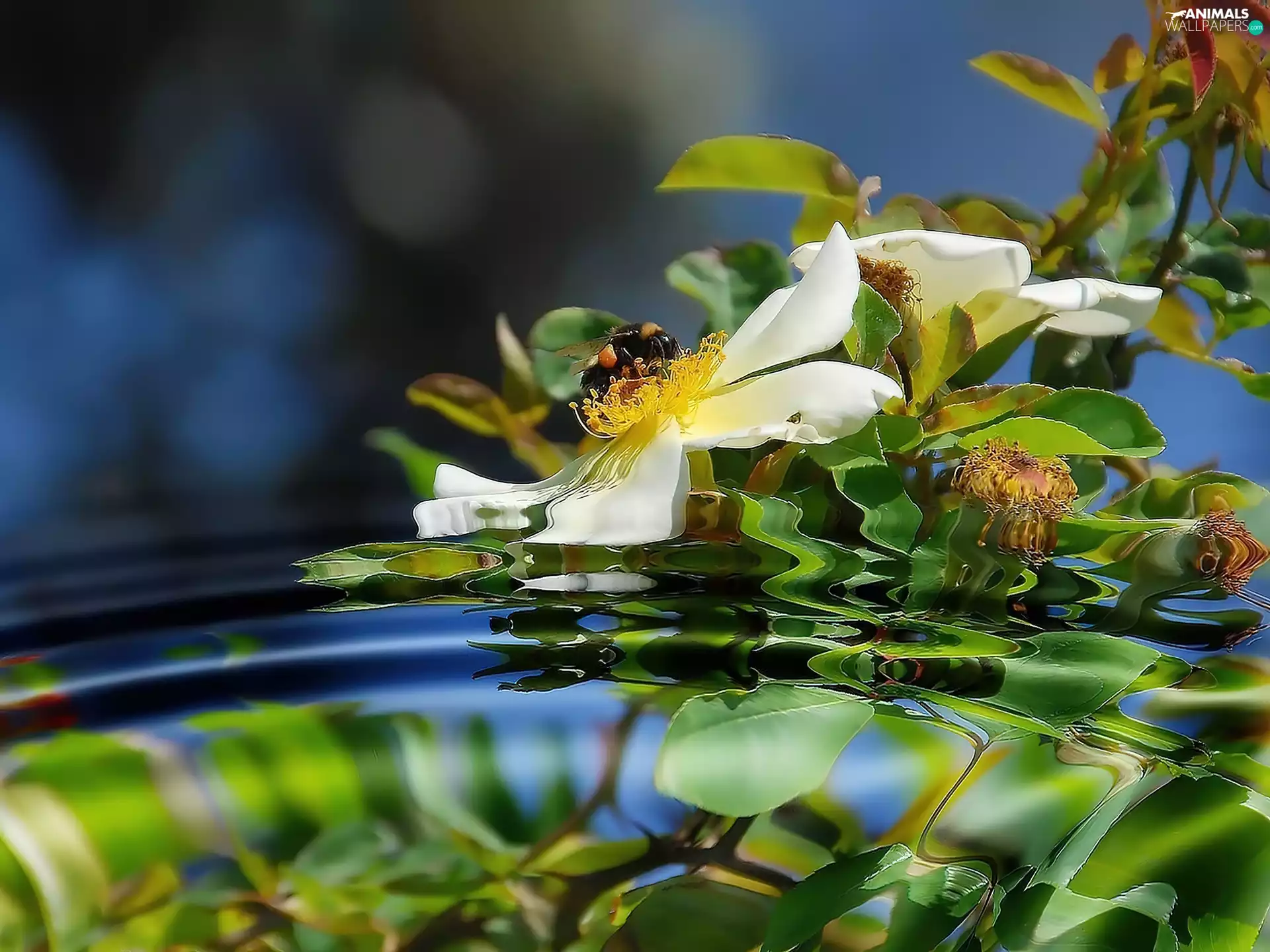 water, bee, Flowers