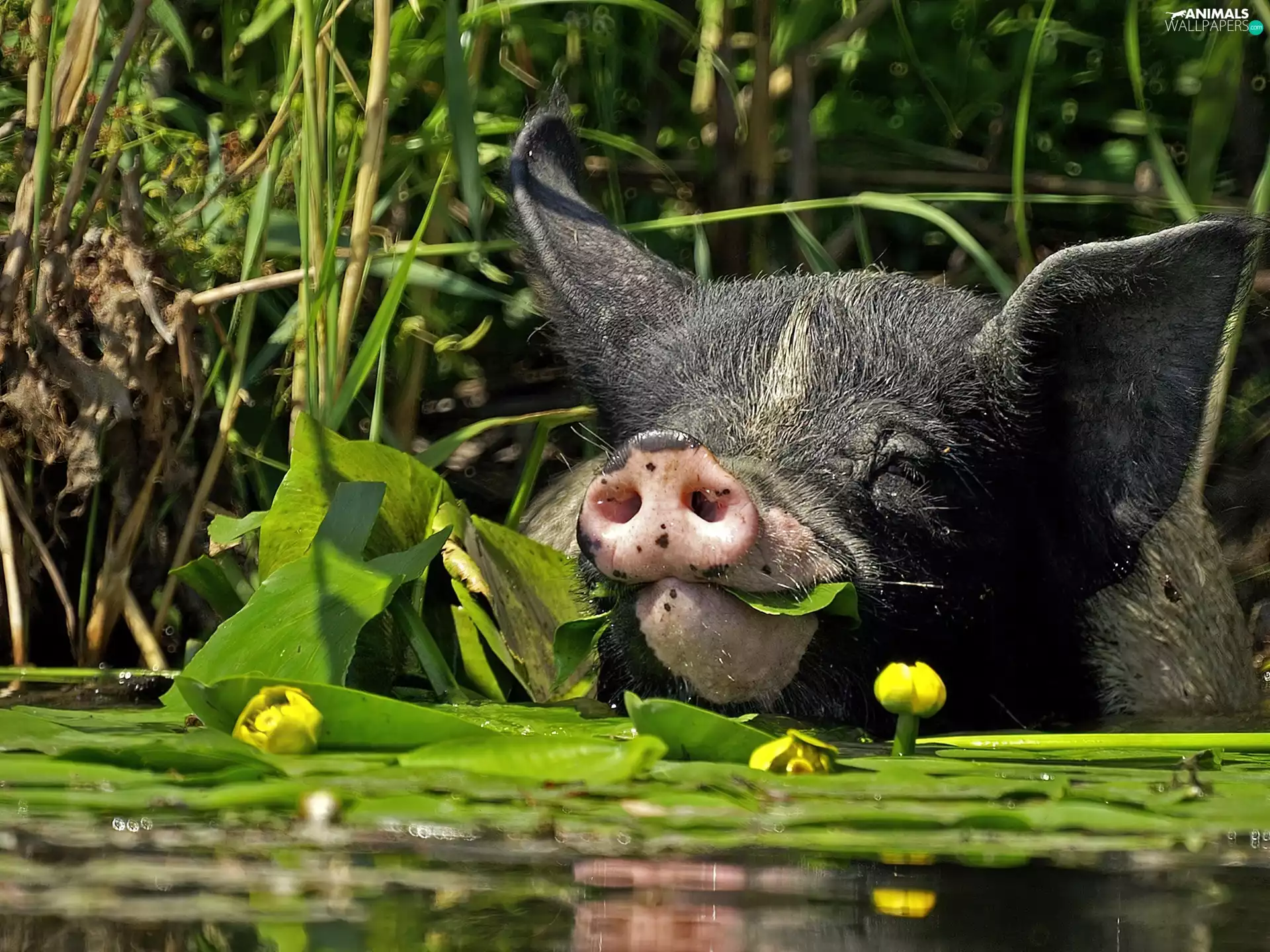 black, water, Flowers, guinea pig