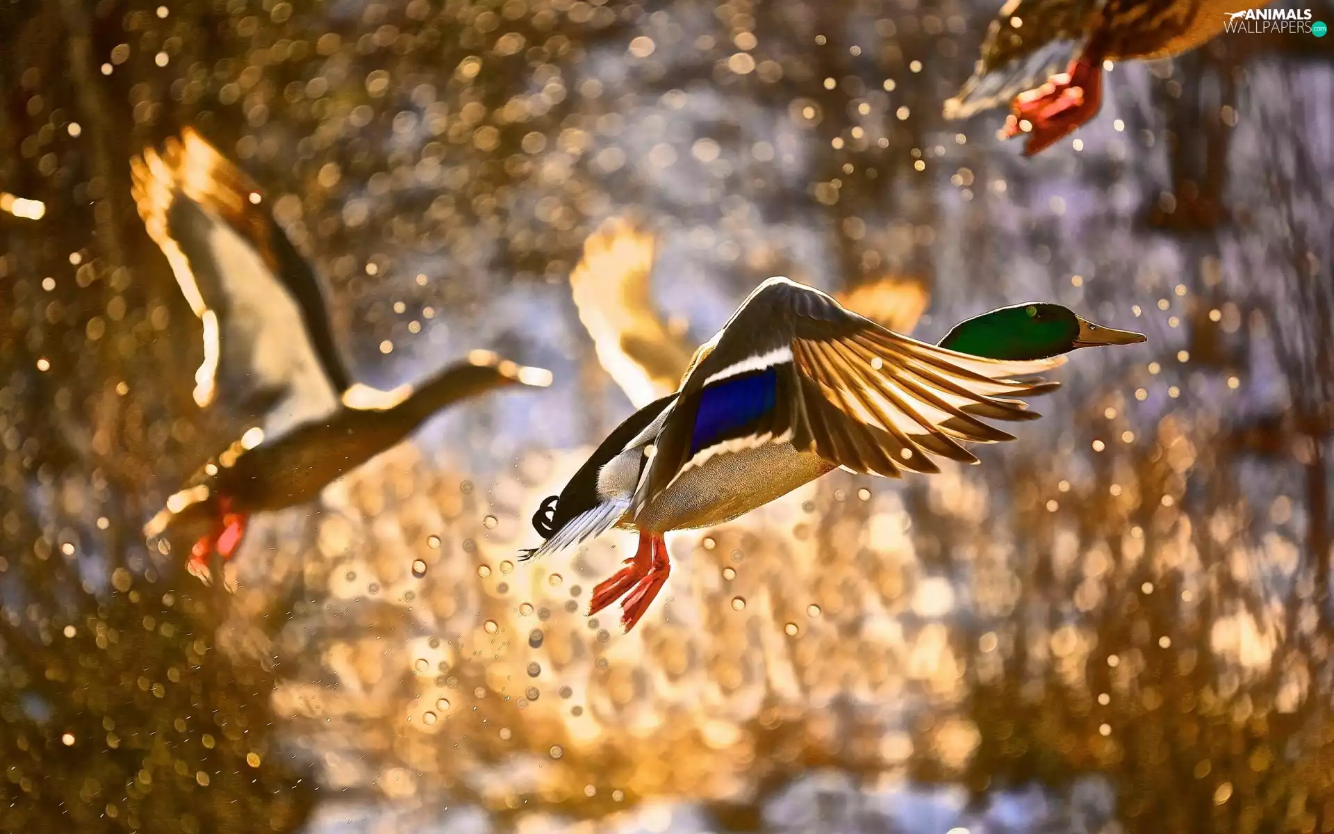 drops, water, flying, ducks, Two