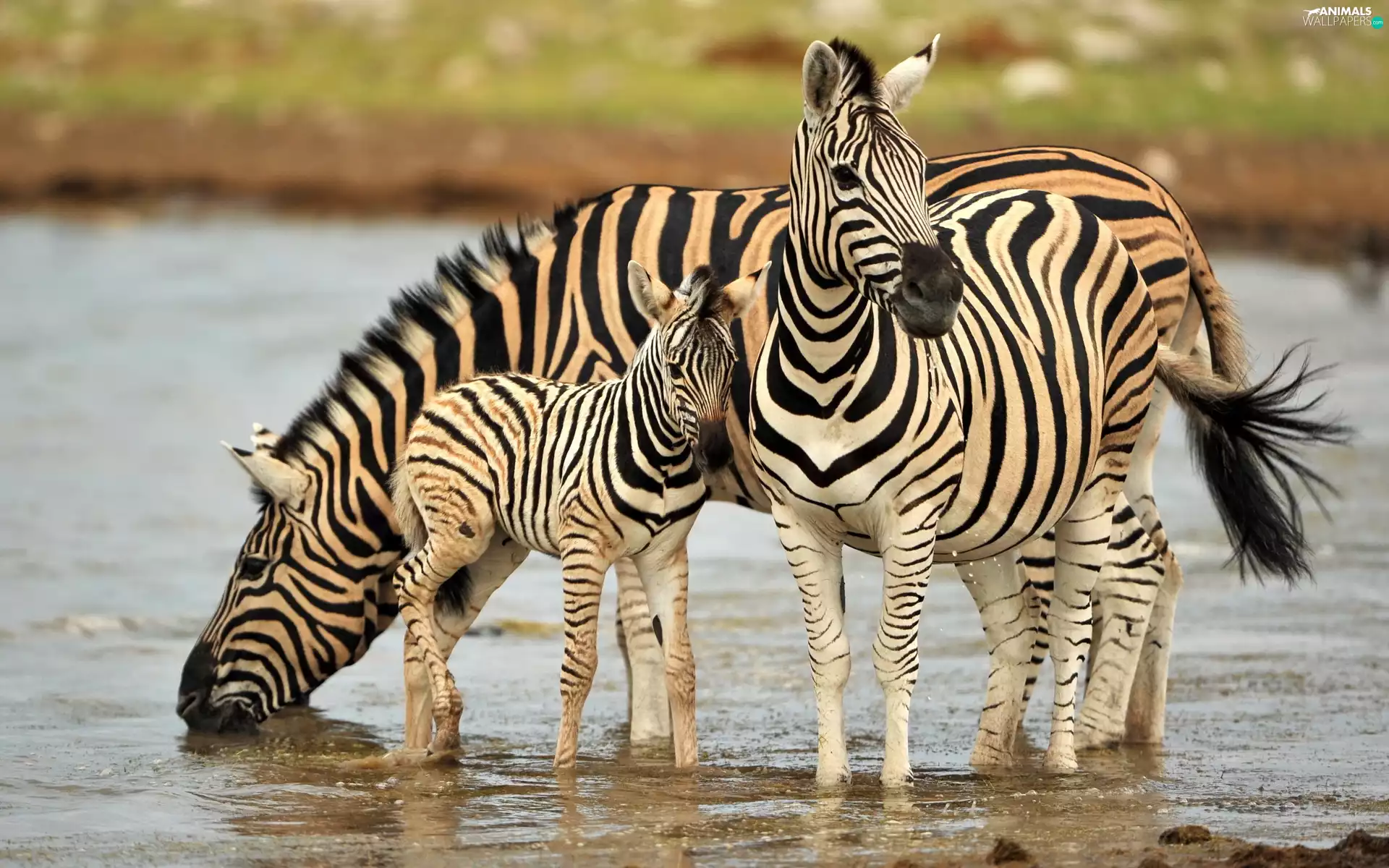 water, zebra, folks