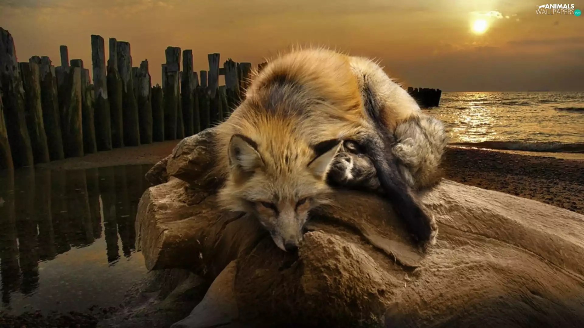 Fox, west, sun, water