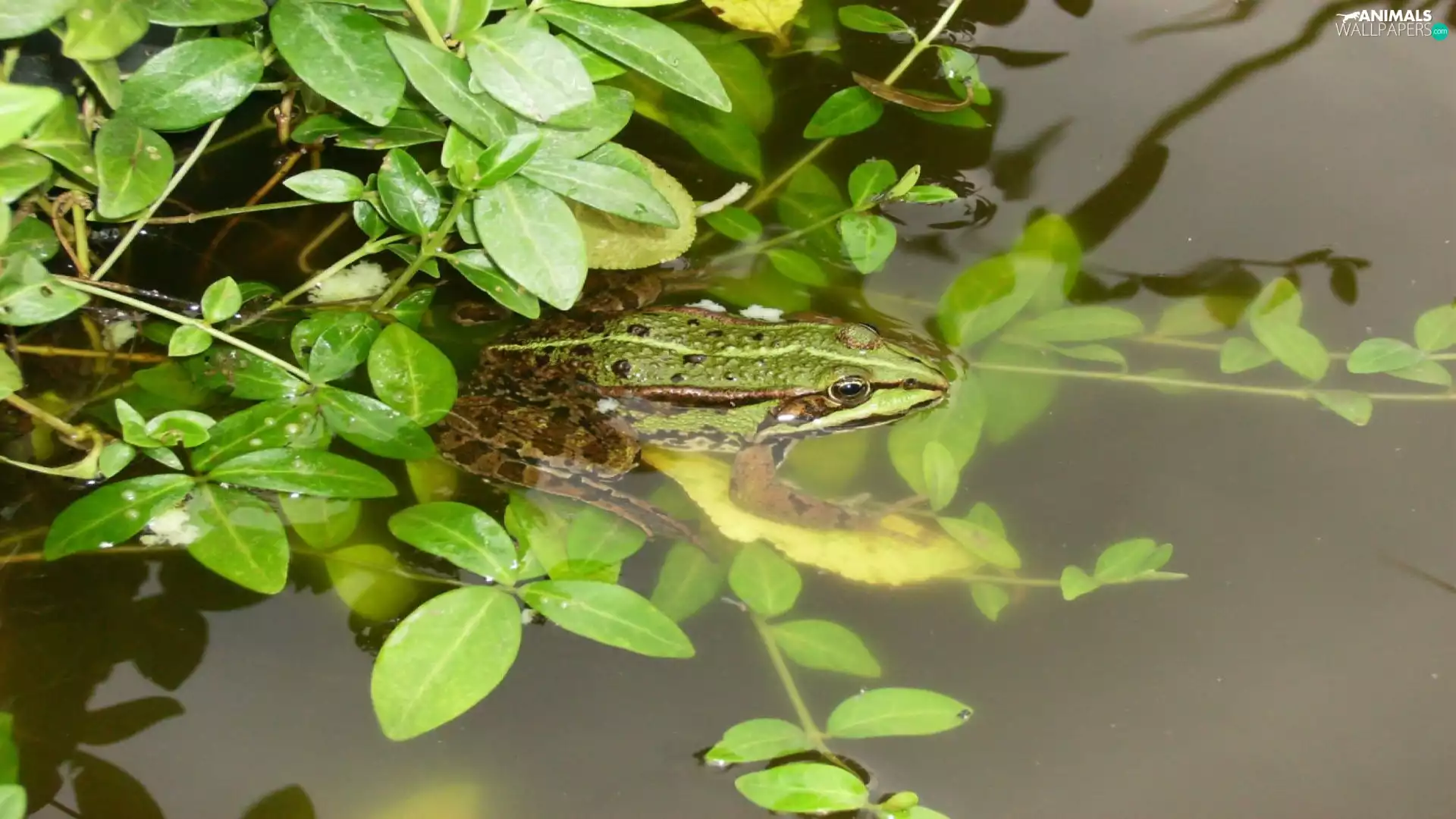 frog, scrub, water, water