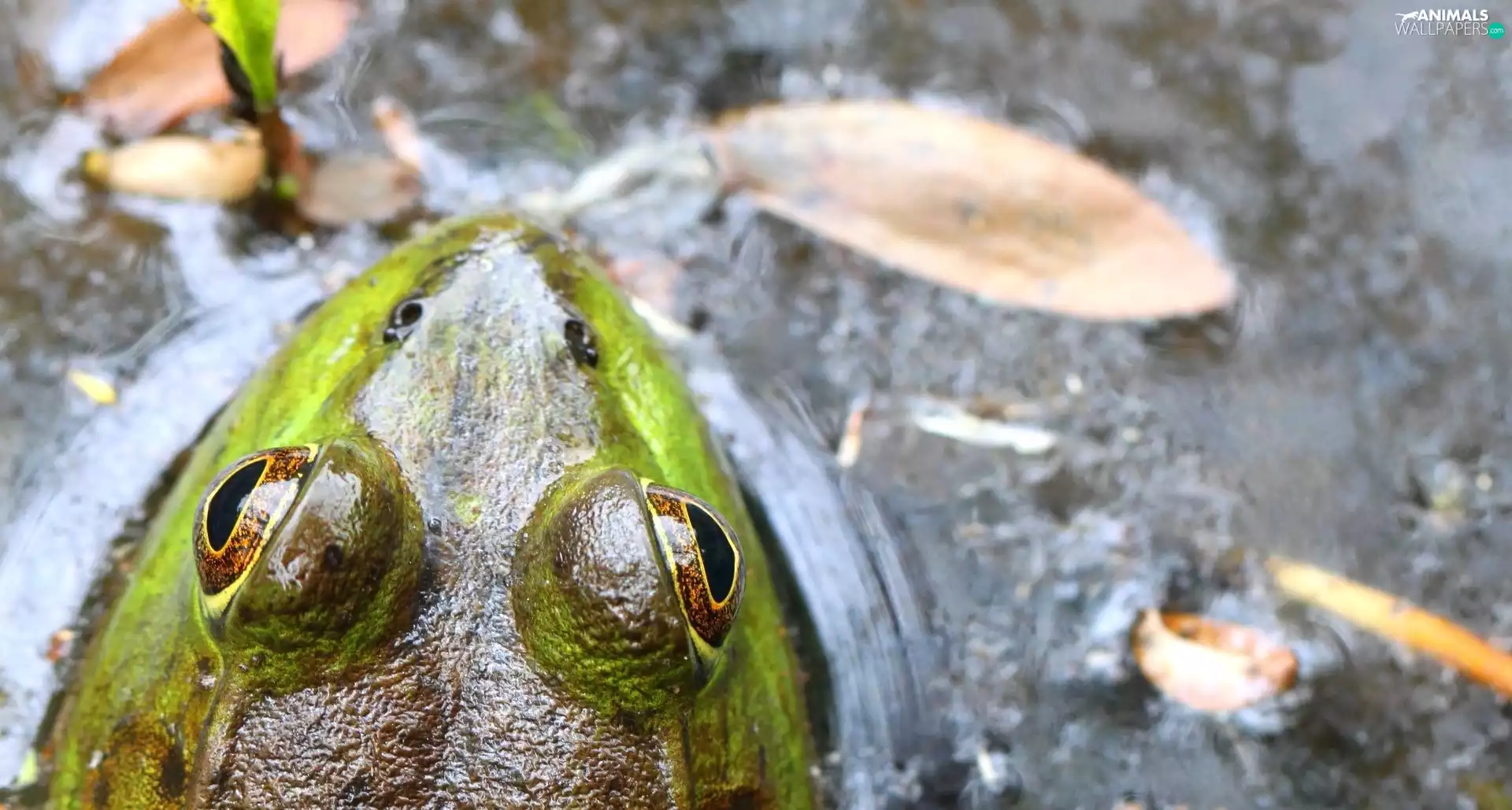 water, Head, Frogs